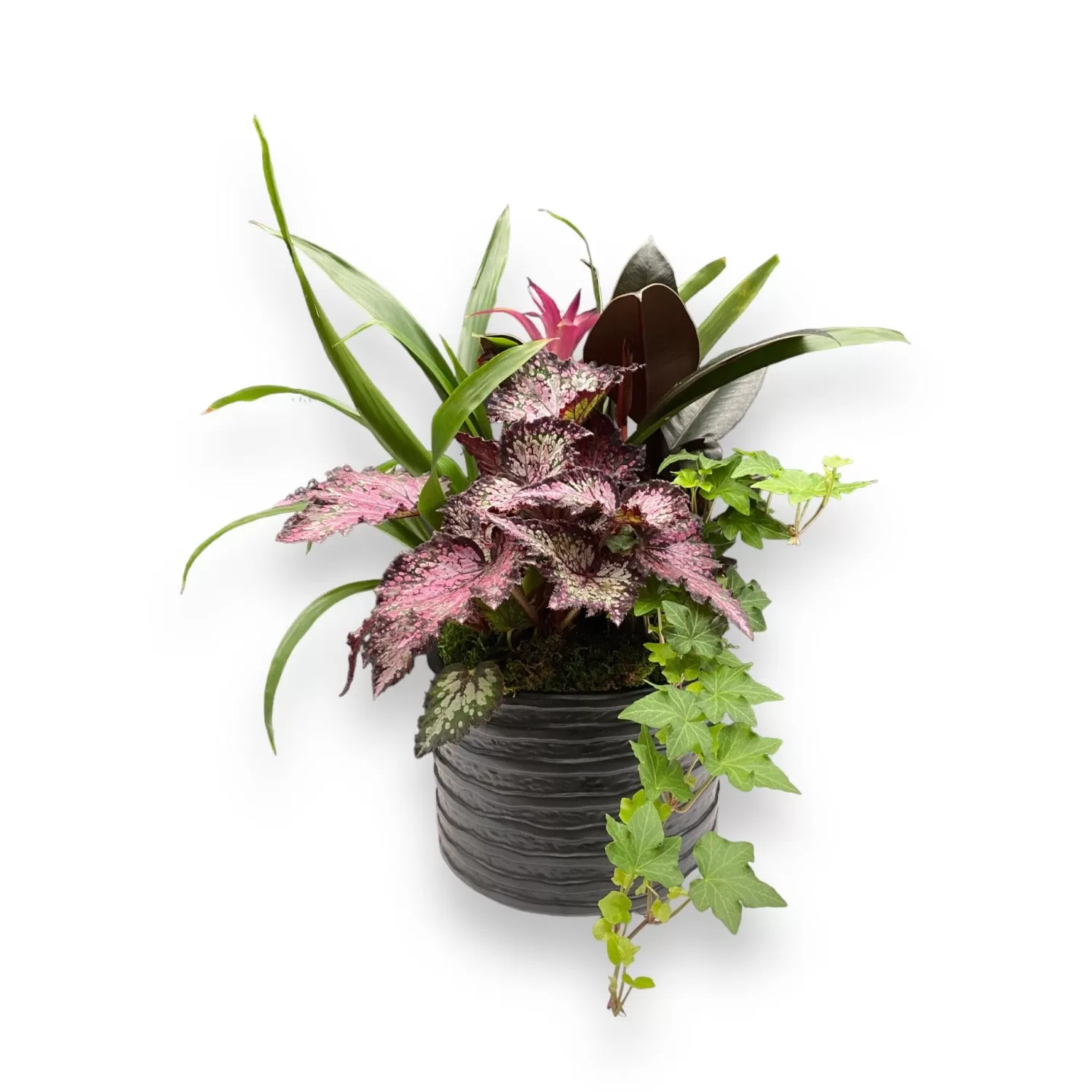 Foliage In Small Black Ridge Planter>Roger's Gardens Outlet