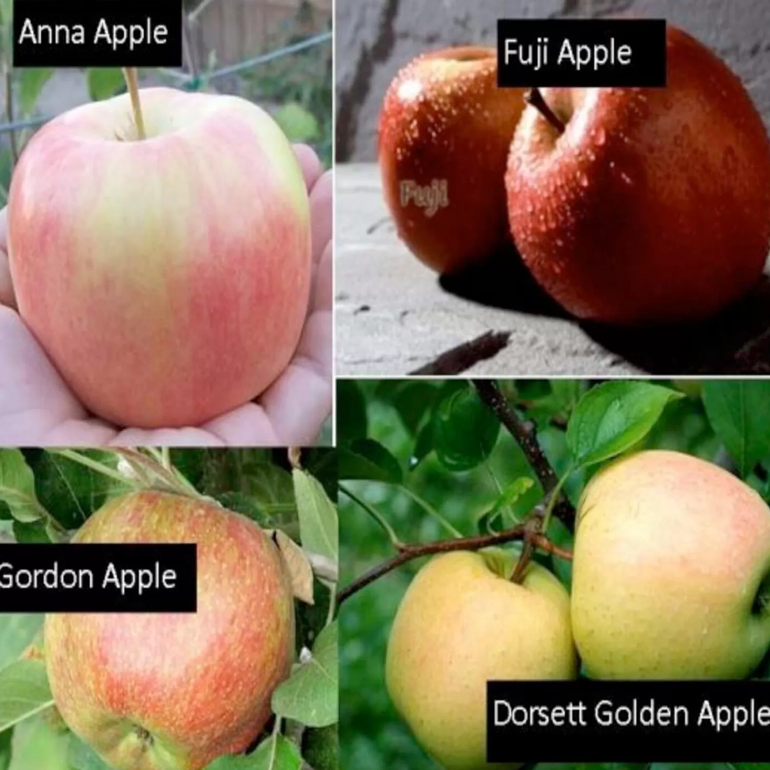 Fruit Salad - Apple Semi-Dwarf- 4 On 1 - #7 Gallon>Roger's Gardens Flash Sale