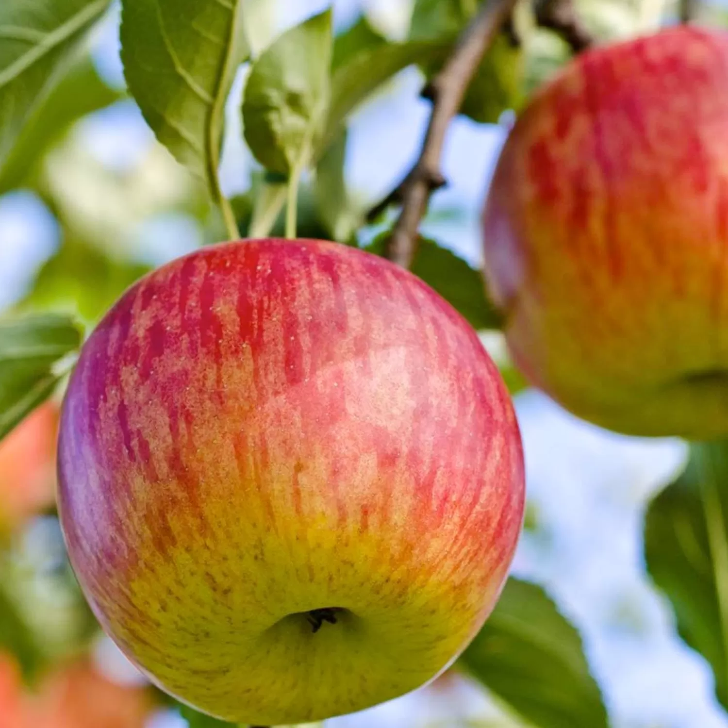 Fuji Apple - 10 Gallon>Roger's Gardens Outlet