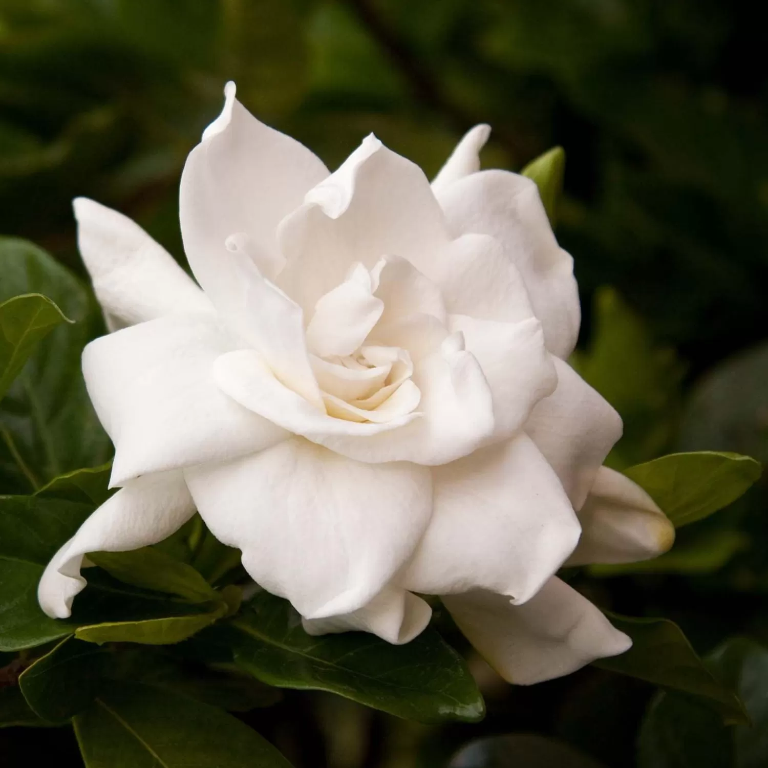 Gardenia 'August Beauty' - August Beauty Gardenia - 1 Gallon>Roger's Gardens Best Sale