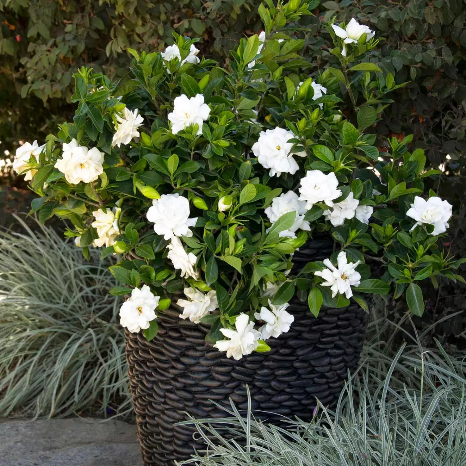 Gardenia 'August Beauty' Graft - 5 Gallon>Roger's Gardens Clearance