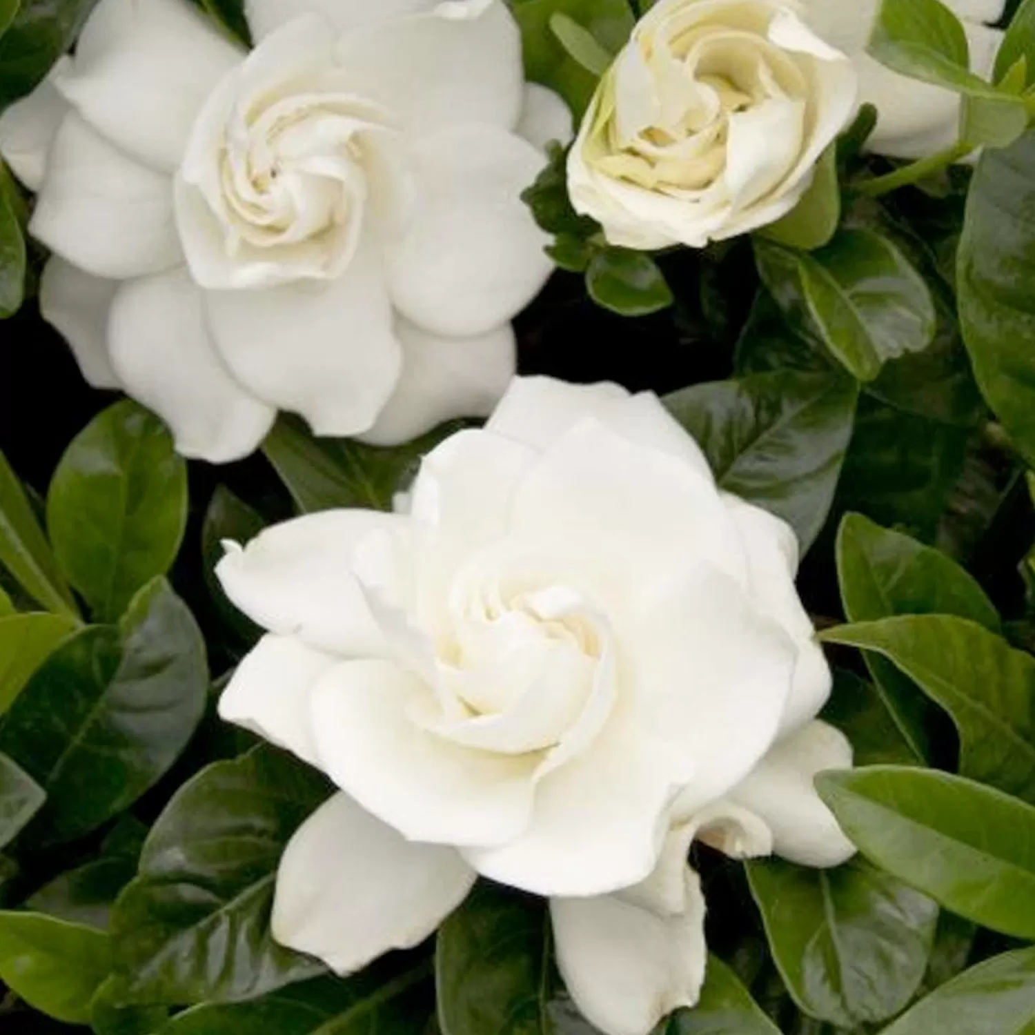 Gardenia 'First Love'® - First Love Gardenia - 1 Gallon>Roger's Gardens Shop