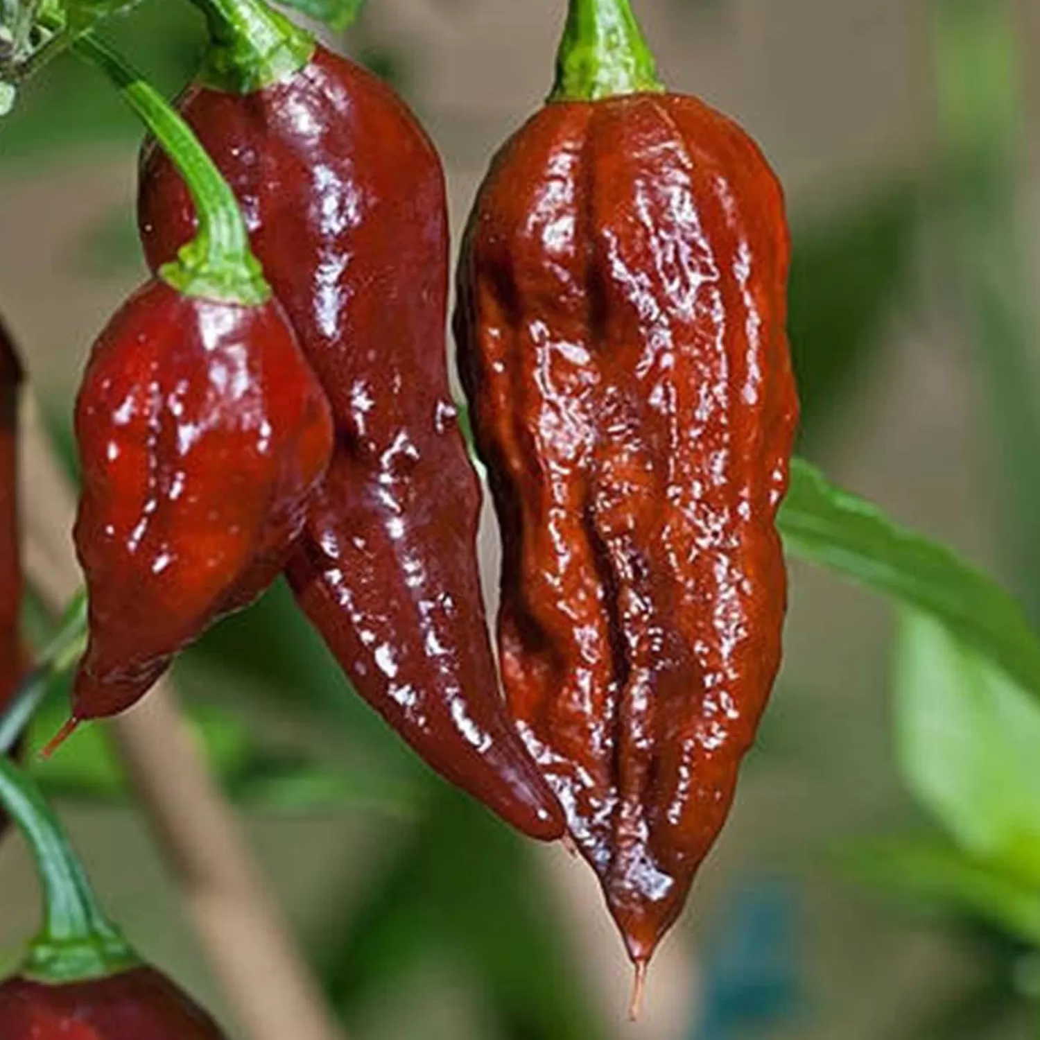 Ghost (Bhut Jolokia) Chocolate - 4" Pot>Roger's Gardens Best Sale