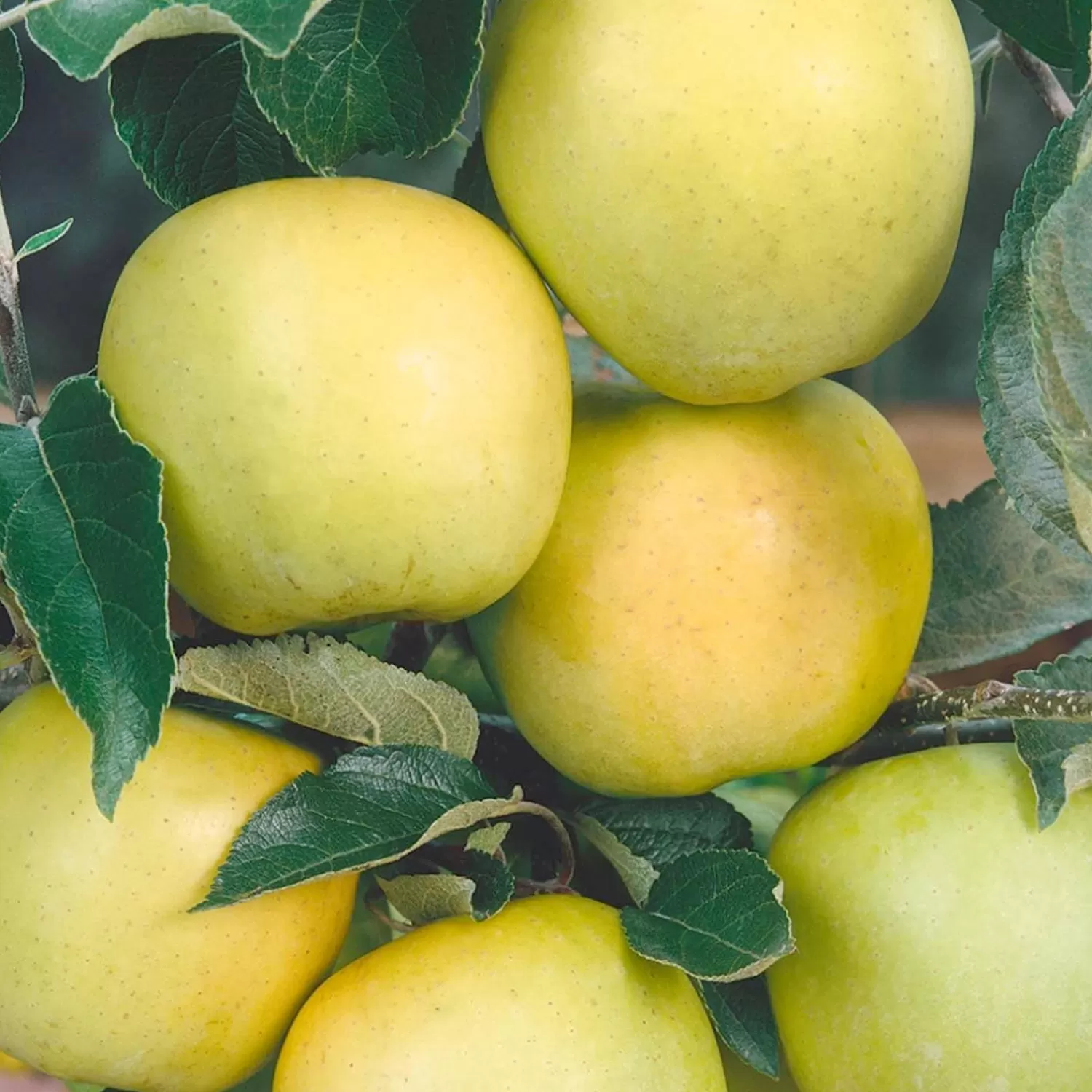 Golden Delicious Apple - 10 Gallon>Roger's Gardens Online