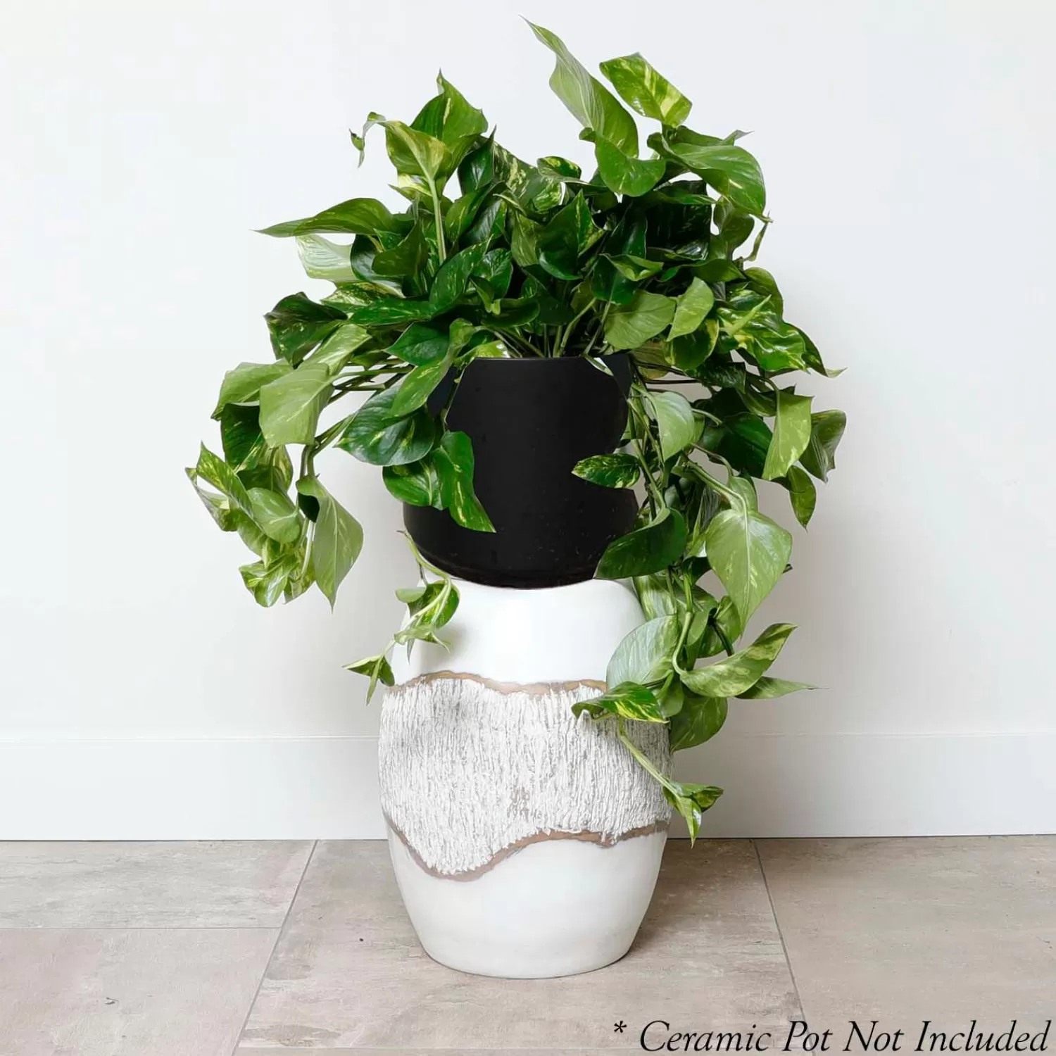 Golden Pothos - Epipremnum Aureum - 10" Pot>Roger's Gardens Sale