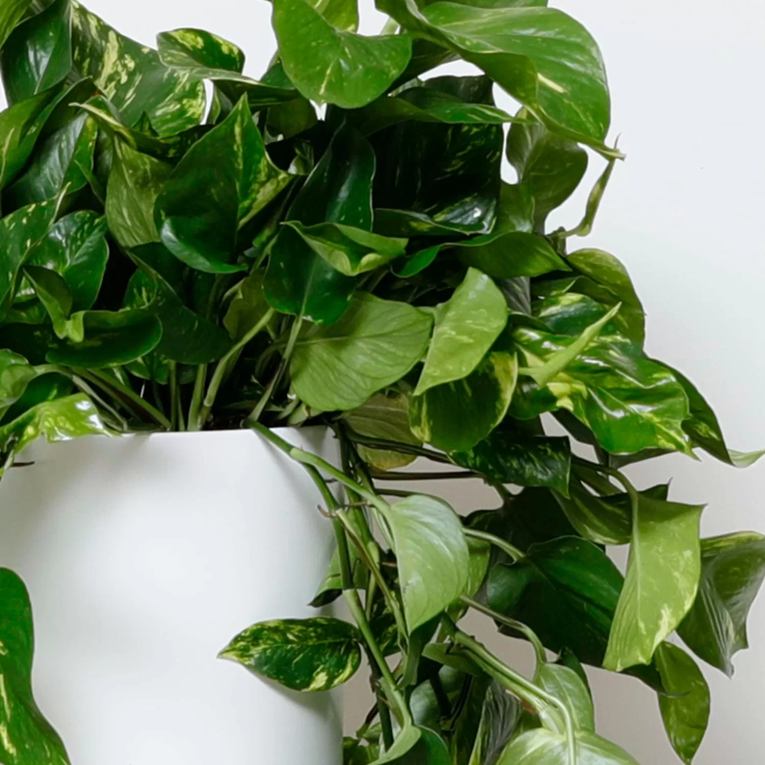 Golden Pothos - Epipremnum Aureum - 10" Pot>Roger's Gardens Sale