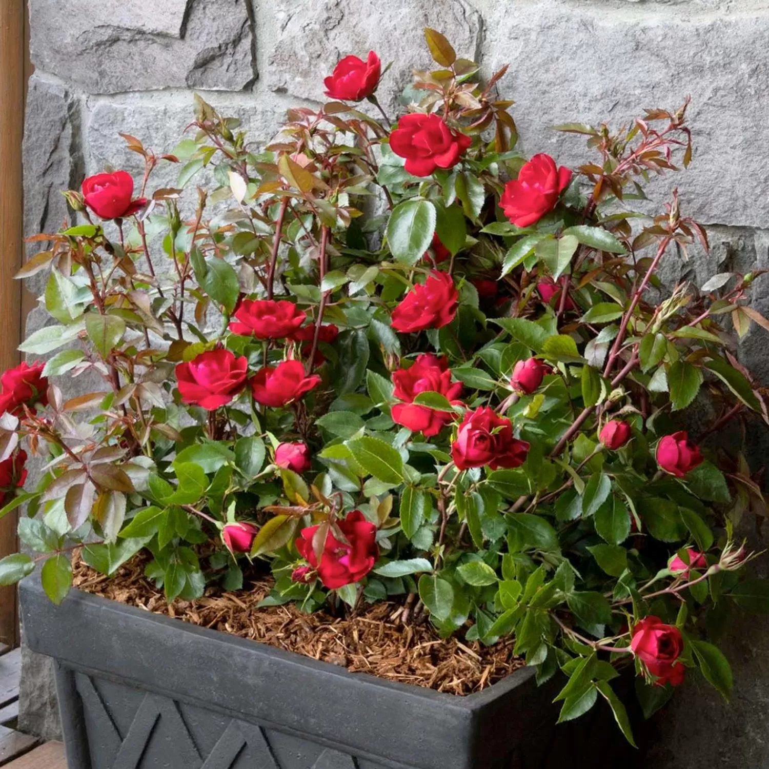 Grace N Grit Red® Pp - 2 Gallon>Roger's Gardens Hot