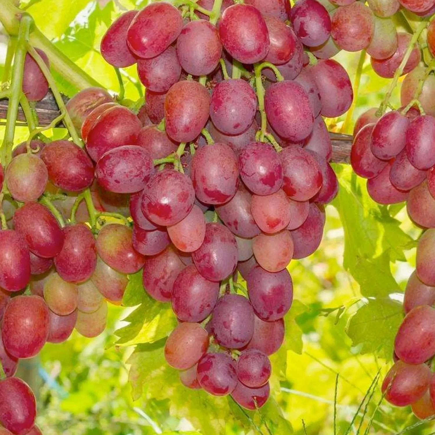 Grape 'Canadice' - Seedless - #5 Gallon>Roger's Gardens Flash Sale