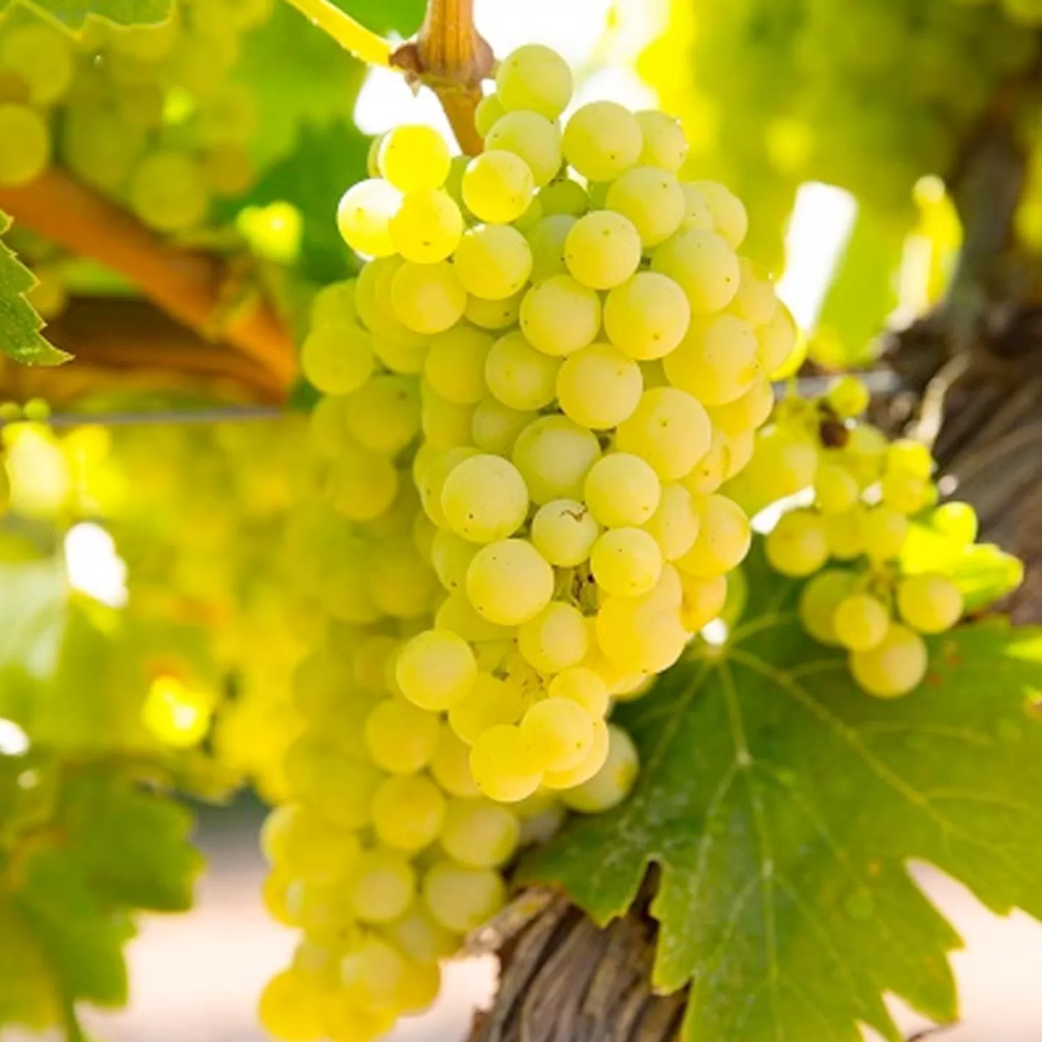 Grape 'Chardonnay' - Vineyard Graft - #5 Gallon>Roger's Gardens Discount