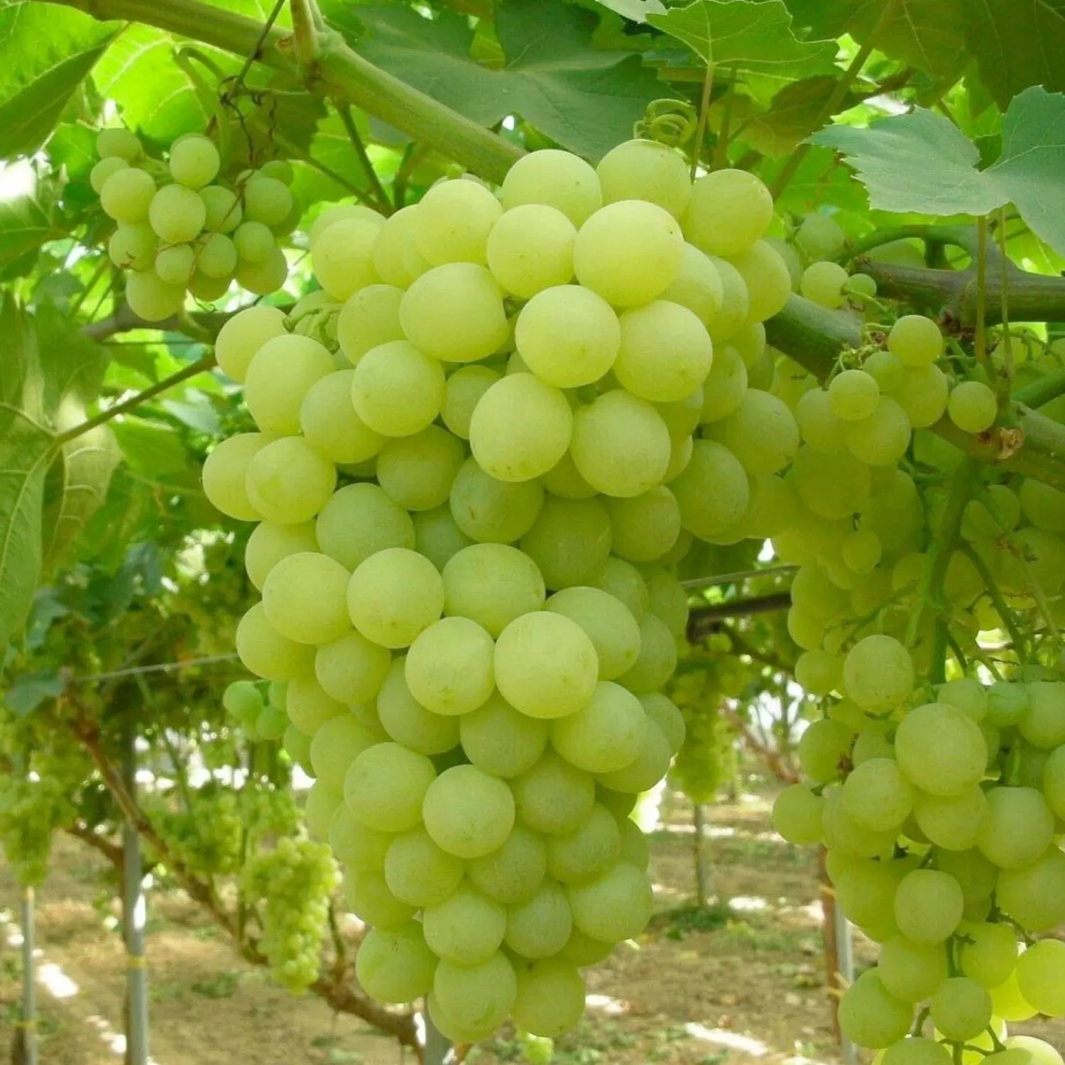 Grape 'Thompson' - Seedless - #5 Gallon>Roger's Gardens New