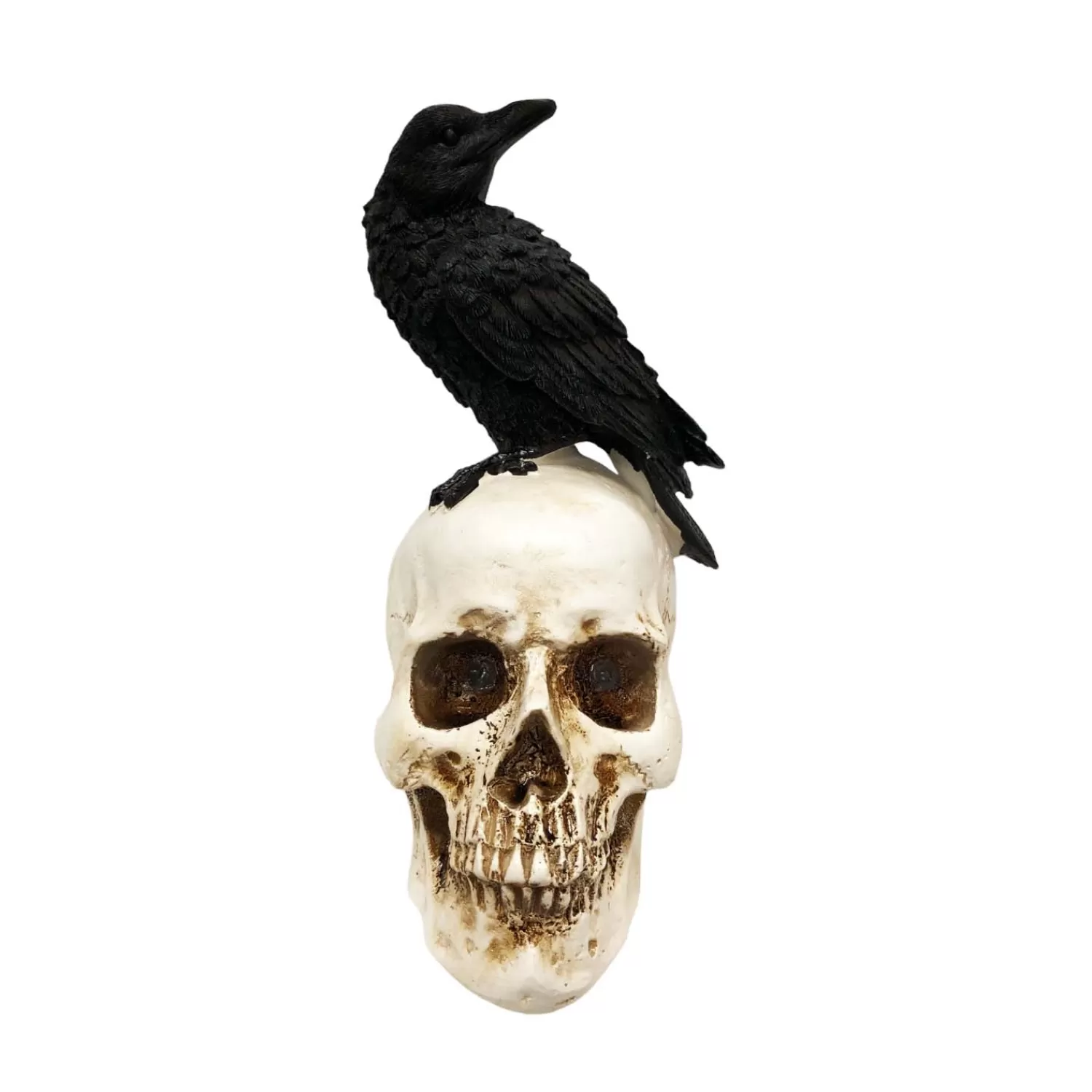 Halloween Lighted Black Crow On Spooky Skull - 9.5" Tall>Roger's Gardens Sale