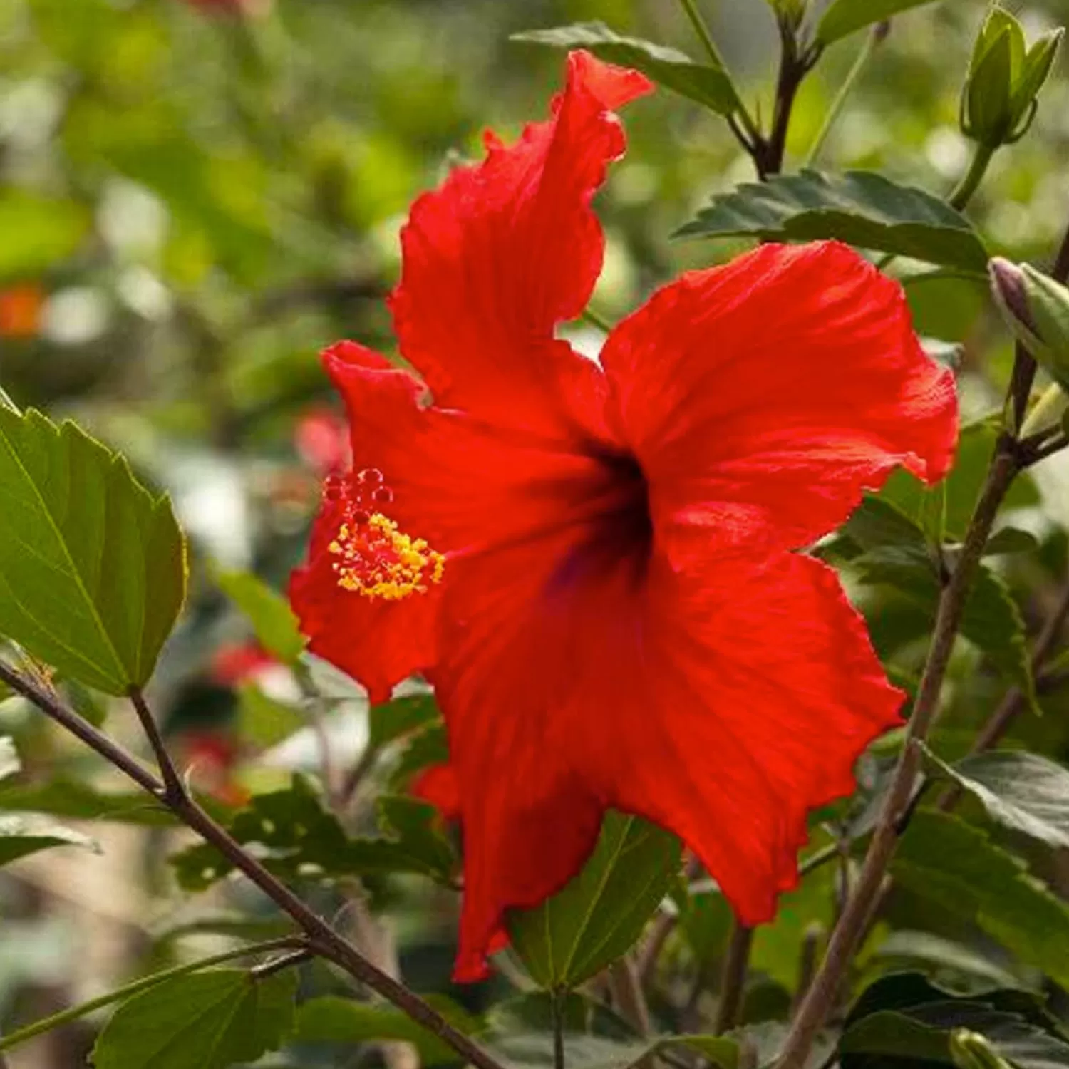 Hibiscus Rosa-S. 'Brilliant' - Brilliant Hibiscus - 1 Gallon>Roger's Gardens Sale