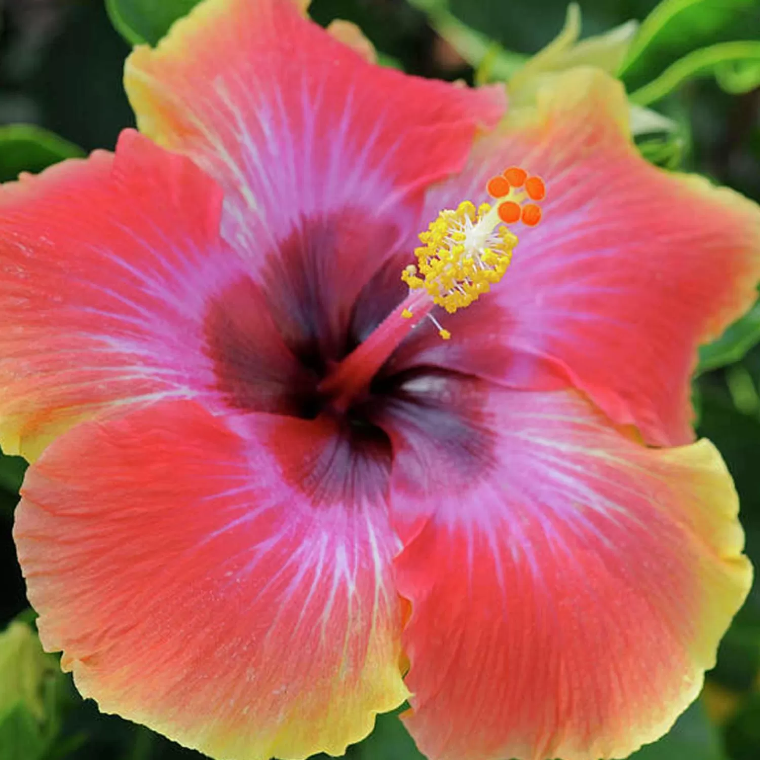 Hibiscus Rosa-S. 'Fiesta - Fiesta - Fiesta Hibiscus - 1 Gallon>Roger's Gardens Flash Sale