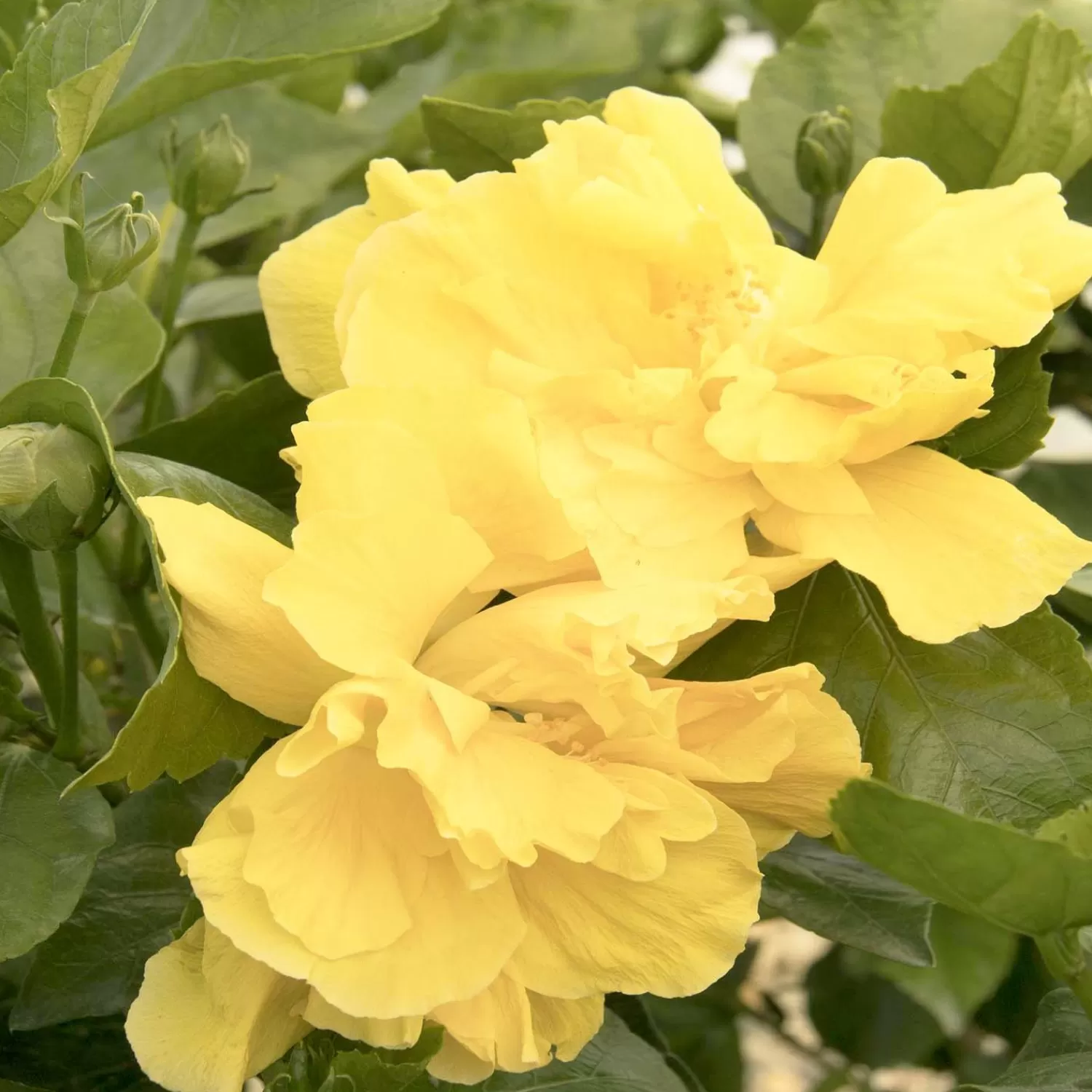 Hibiscus Rosa-S. 'Fullmoon'® - Fullmoon Hibiscus - Patio Tree - 5 Gallon>Roger's Gardens Best Sale