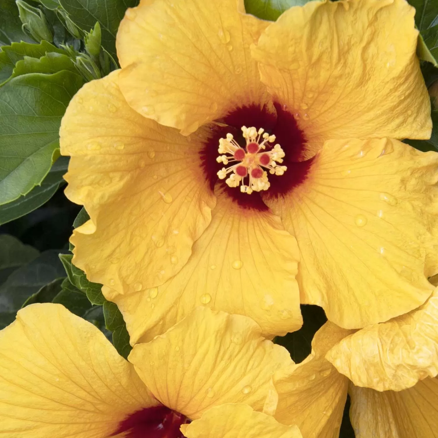 Hibiscus Rosa-S. 'Jazzy Jewel Gold'® Ppaf - 5 Gallon>Roger's Gardens Store