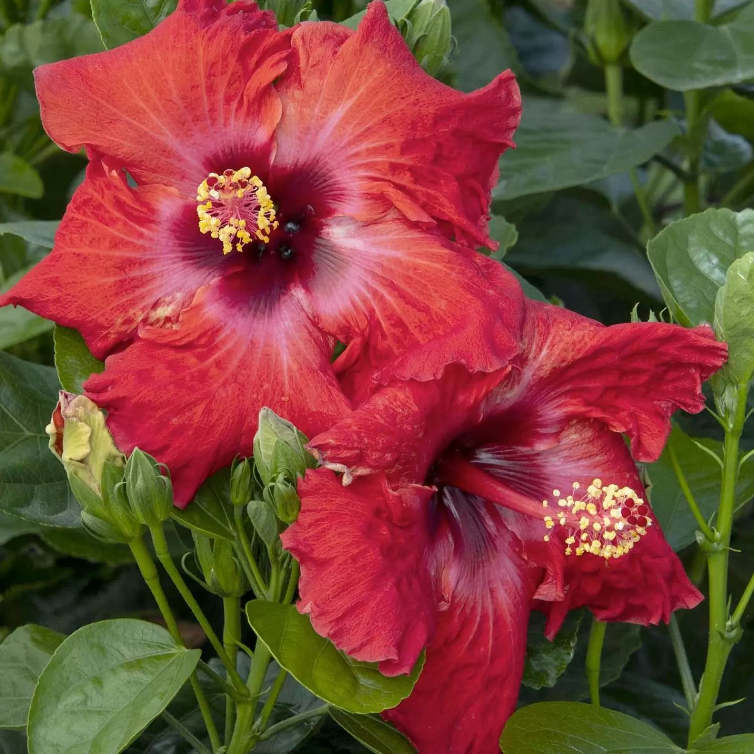 Hibiscus Rosa-S. 'Jazzy Jewel Ruby'® Ppaf - 5 Gallon>Roger's Gardens Store