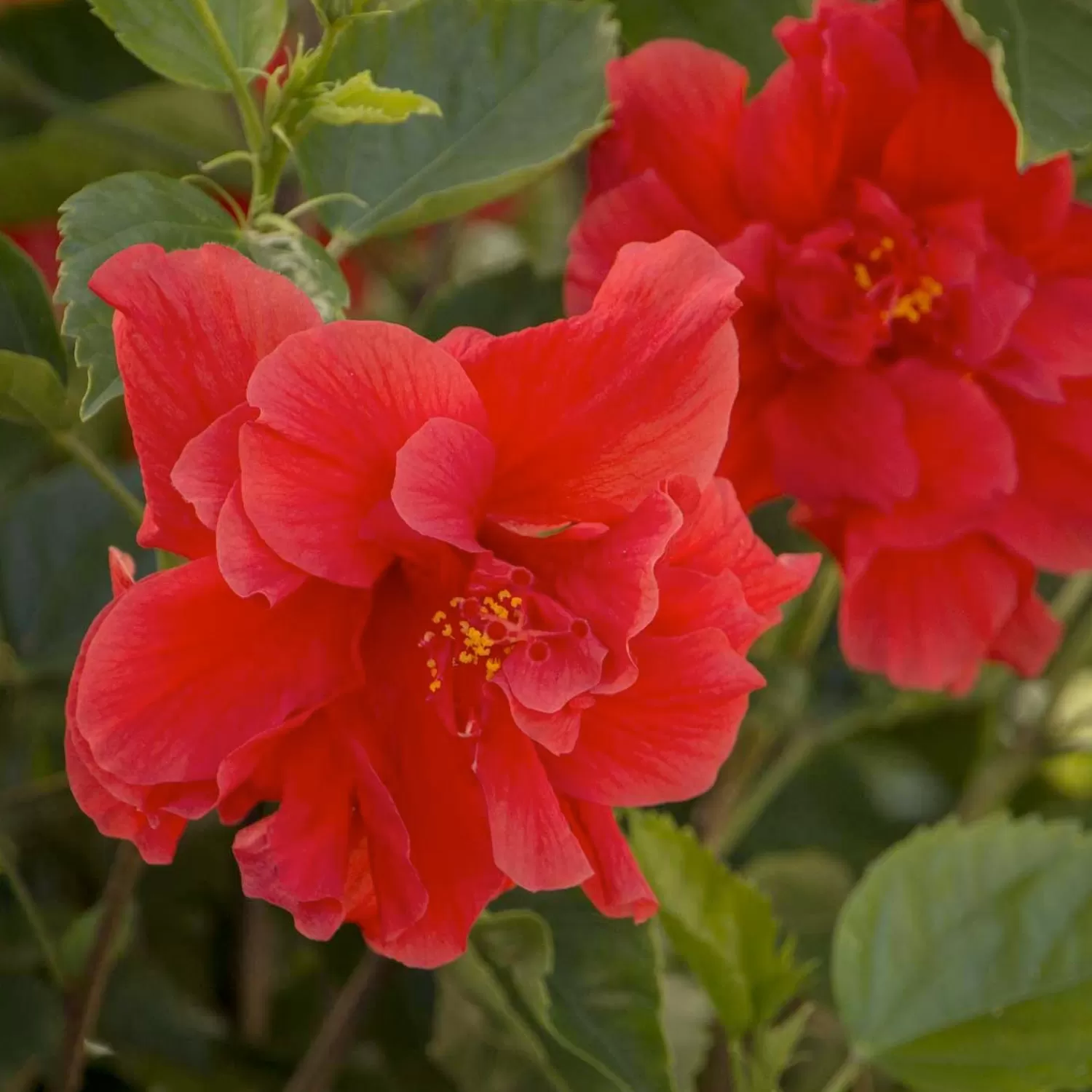 Hibiscus Rosa-S. 'Red Dragon'® - Red Dragon Hibiscus - 1 Gallon>Roger's Gardens Discount