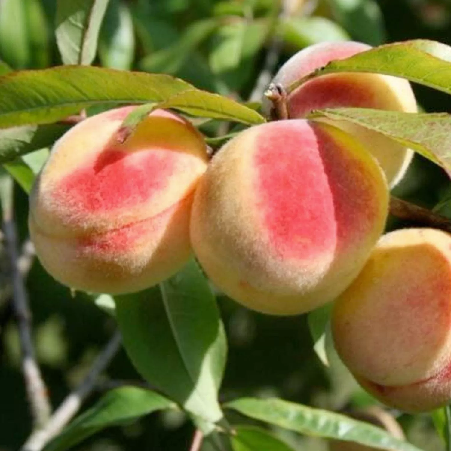 Honey Babe Miniature Peach - 7 Gallon>Roger's Gardens Store