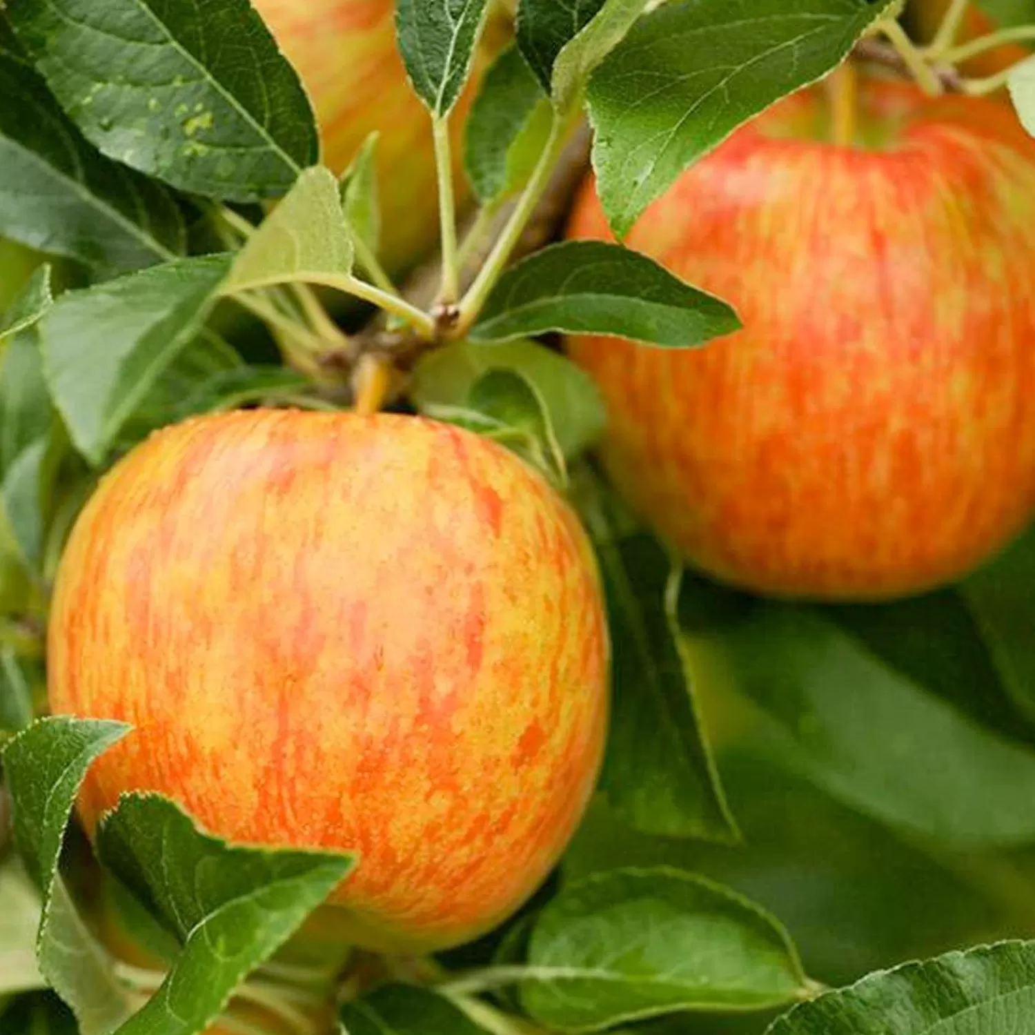 Honeycrisp Apple - 10 Gallon>Roger's Gardens Cheap