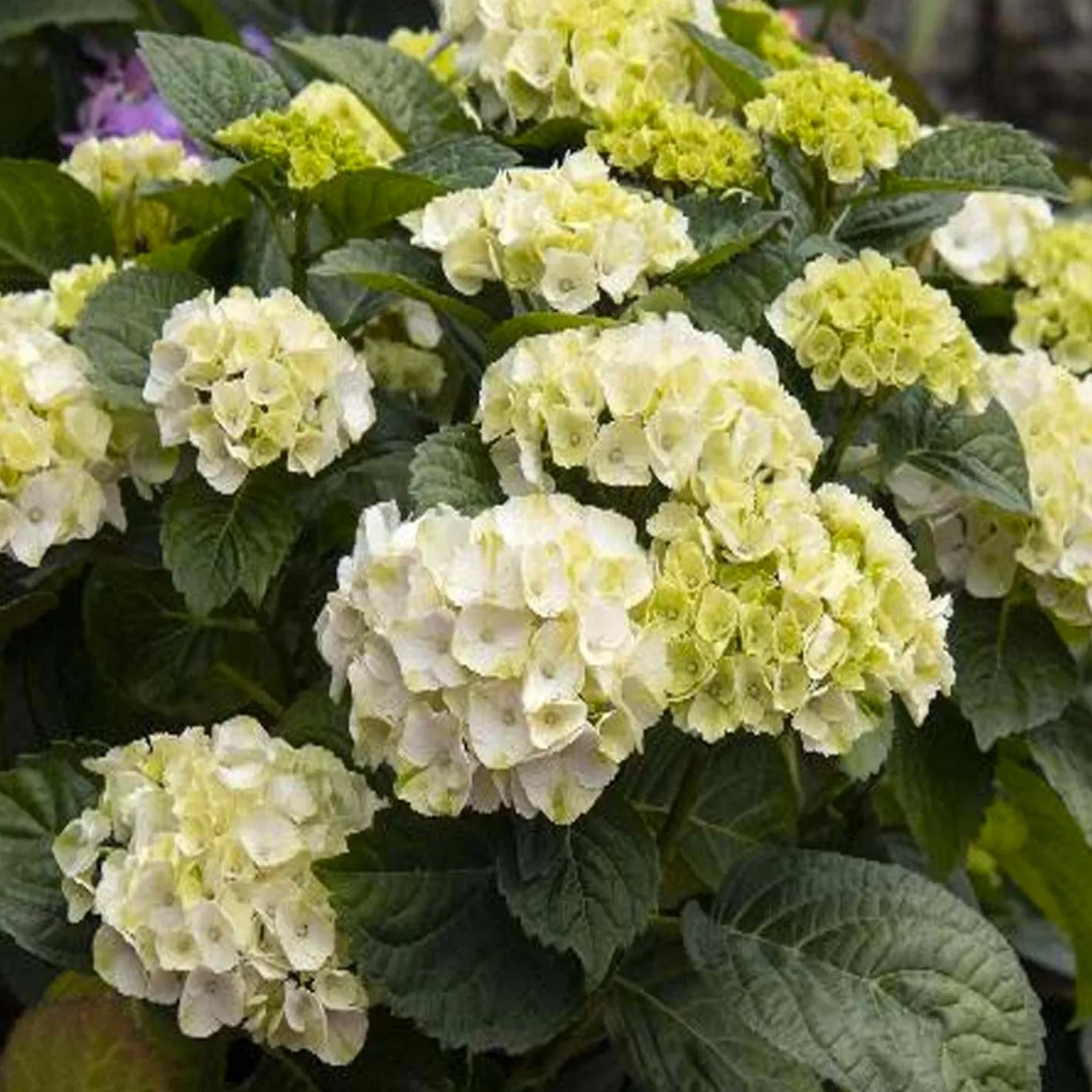 Hydrangea 'Cape Lookout'® Pp - Cape Lookout Hydrangea - 2 Gallon>Roger's Gardens Sale