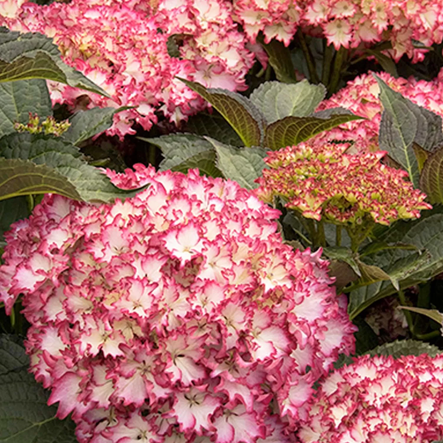 Hydrangea 'Cape Lookout'® Pp - Cape Lookout Hydrangea - 5 Gallon>Roger's Gardens Fashion