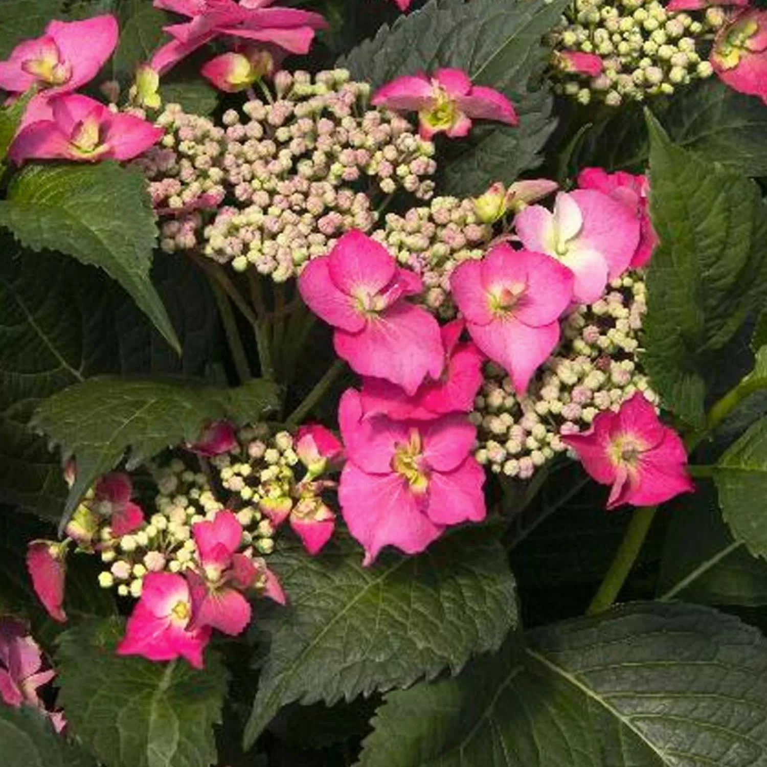 Hydrangea 'Cape May'® Pp - Cape May Hydrangea - 2 Gallon>Roger's Gardens Fashion