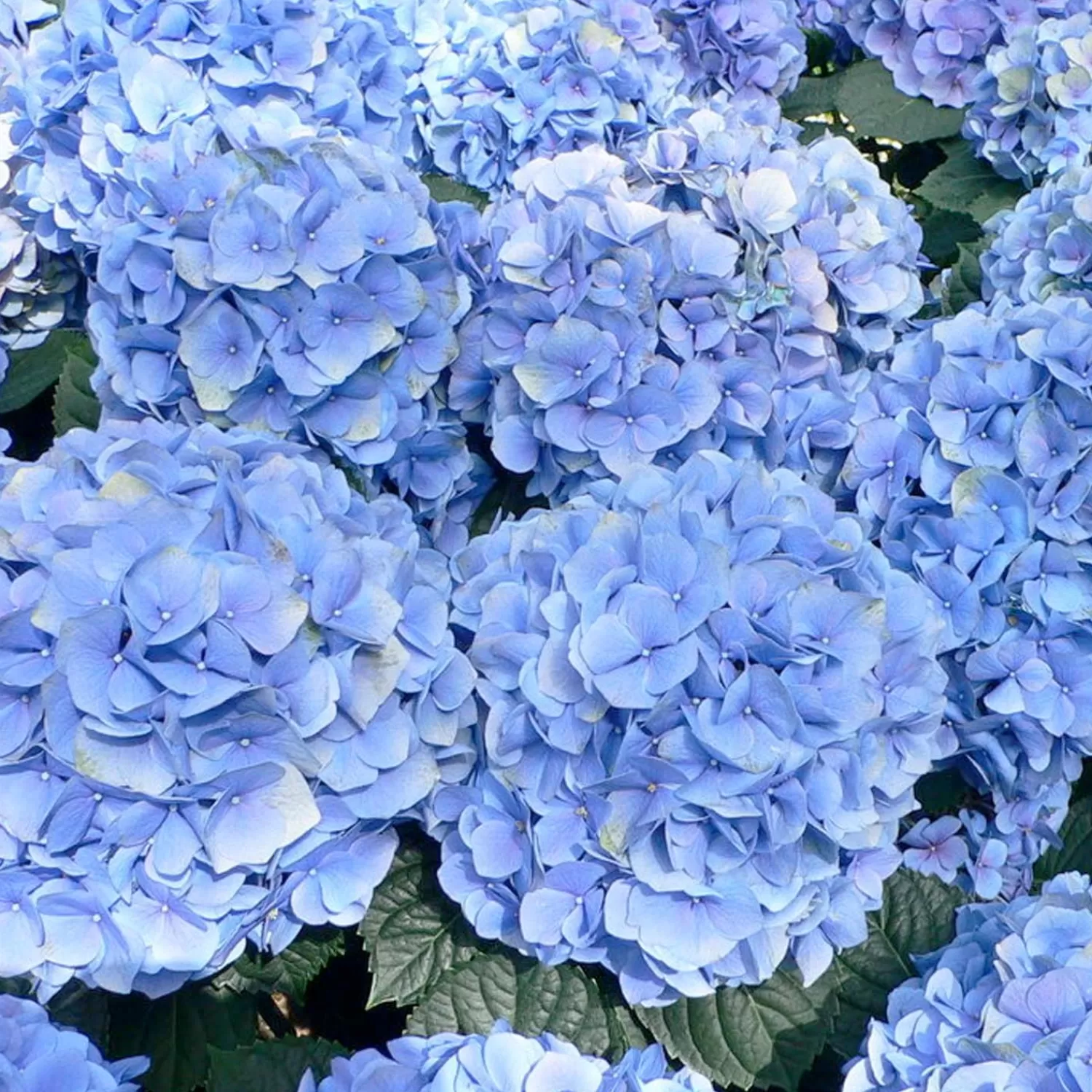 Hydrangea 'Enchantress'® Pp - Blue Enchantress Hydrangea - 2 Gallon>Roger's Gardens Outlet