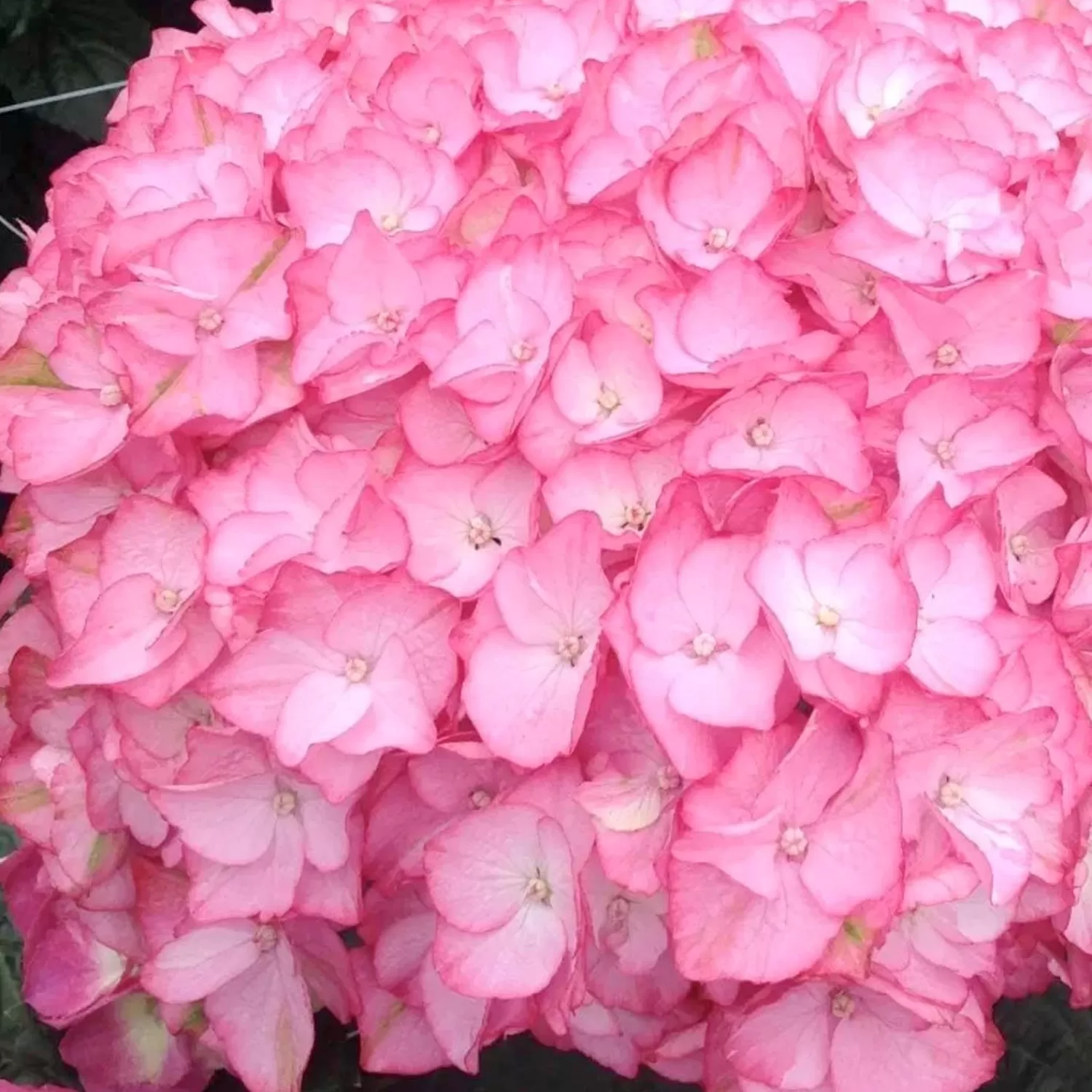 Hydrangea 'Hamptons'® Pp - Hamptons Hydrangea - 2 Gallon>Roger's Gardens Shop