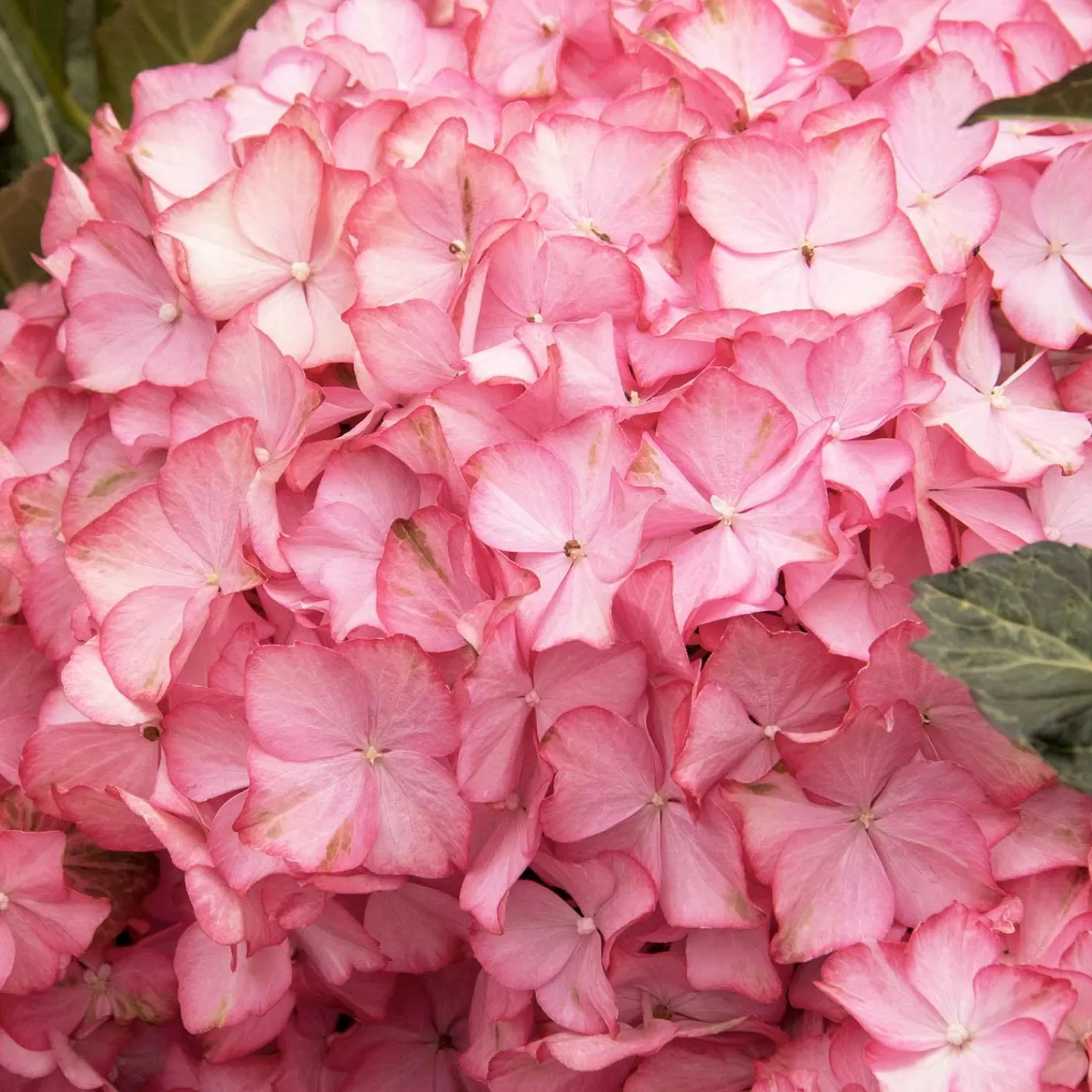 Hydrangea 'Hamptons'® Pp - Hamptons Hydrangea - 5 Gallon>Roger's Gardens Clearance