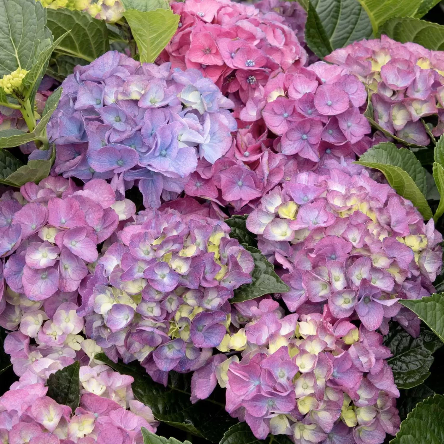 Hydrangea 'Newport'® Pp - Newport Hydrangea - 5 Gallon>Roger's Gardens Sale