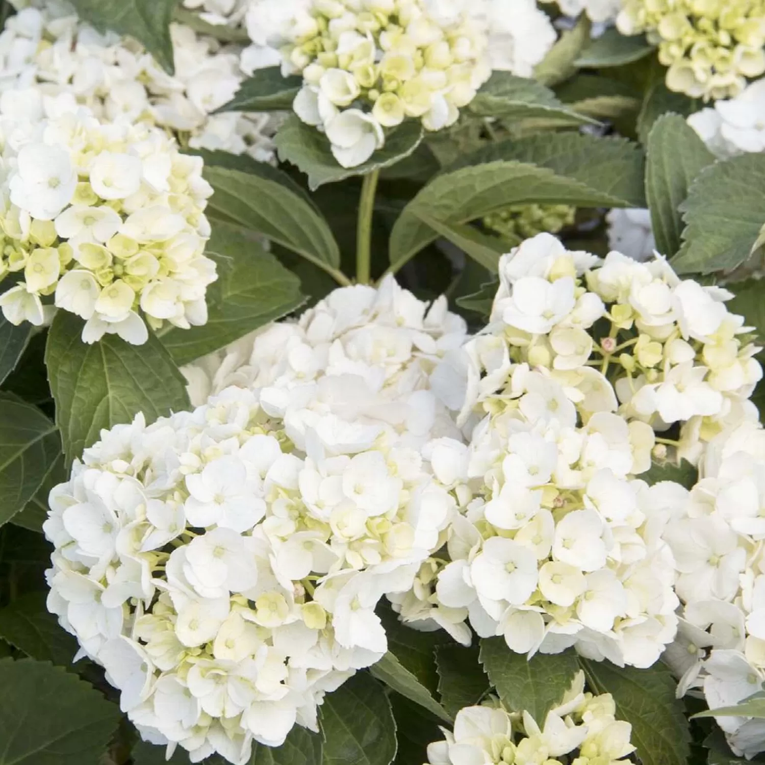 Hydrangea 'White' - White Bigleaf Hydrangea - 5 Gallon>Roger's Gardens Sale