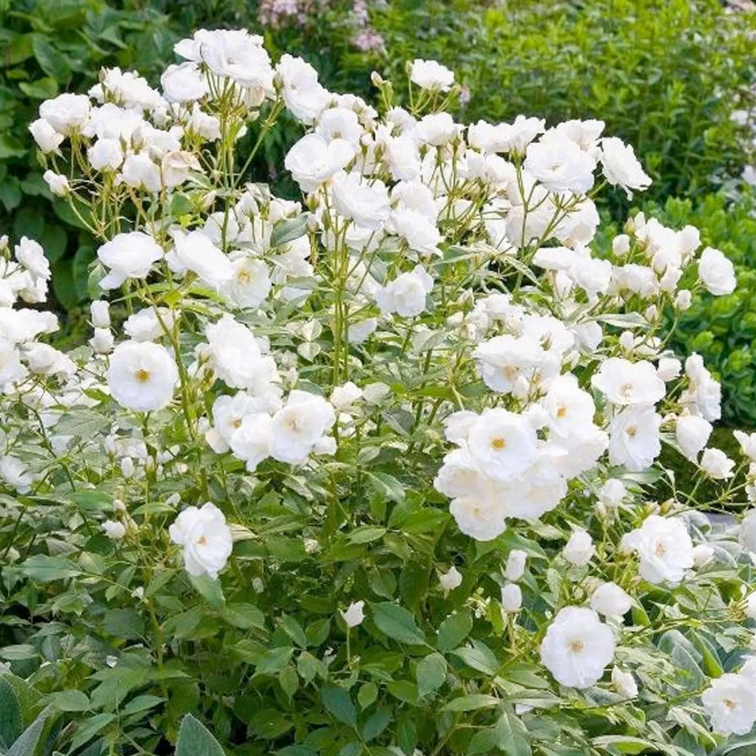 Iceberg - Espalier - 15 Gallon>Roger's Gardens Flash Sale