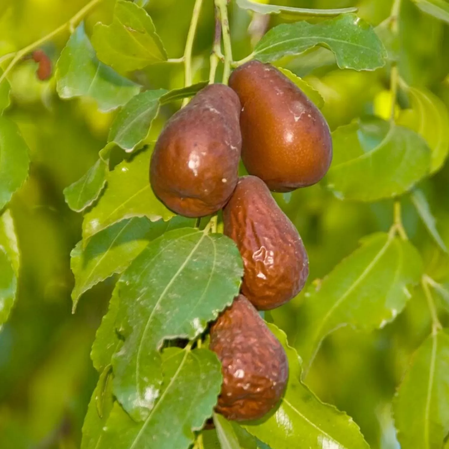 Jujube 'Lang' - #5 Gallon>Roger's Gardens Sale