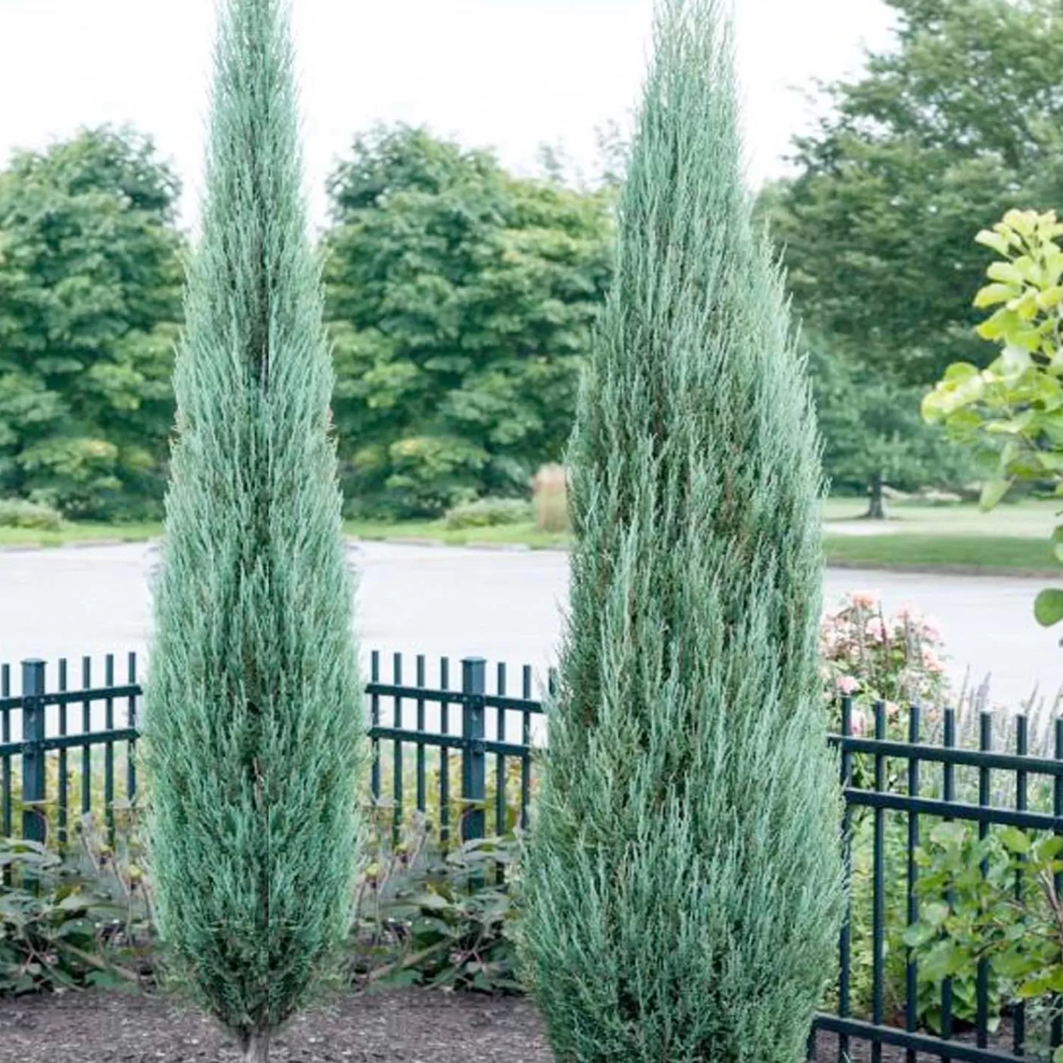 Juniperus 'Blue Arrow' - Blue Arrow Juniper - 25 Gallon>Roger's Gardens Cheap