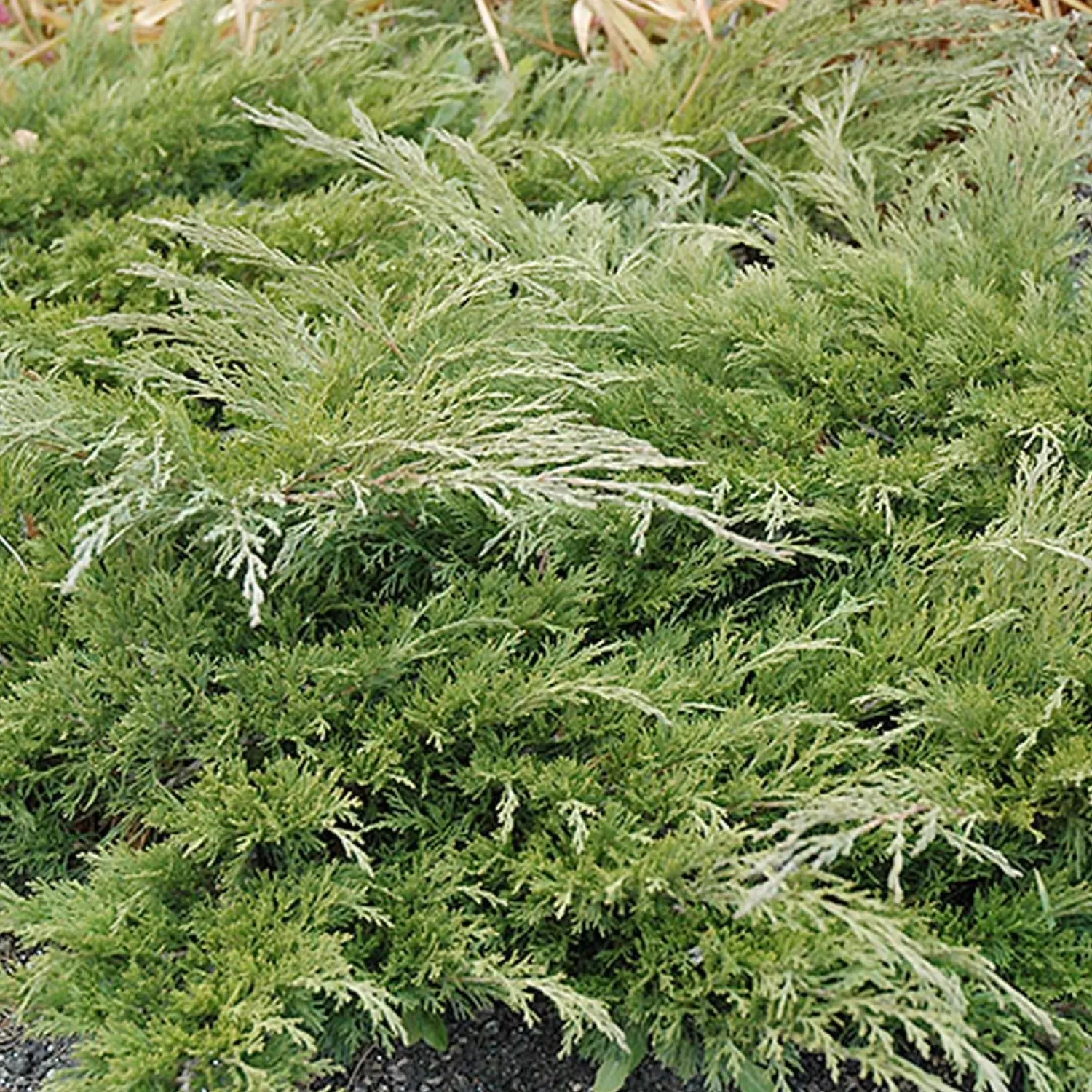 Juniperus 'Calgary Carpet'® - Calgary Carpet Juniper - 2 Gallon>Roger's Gardens Best Sale