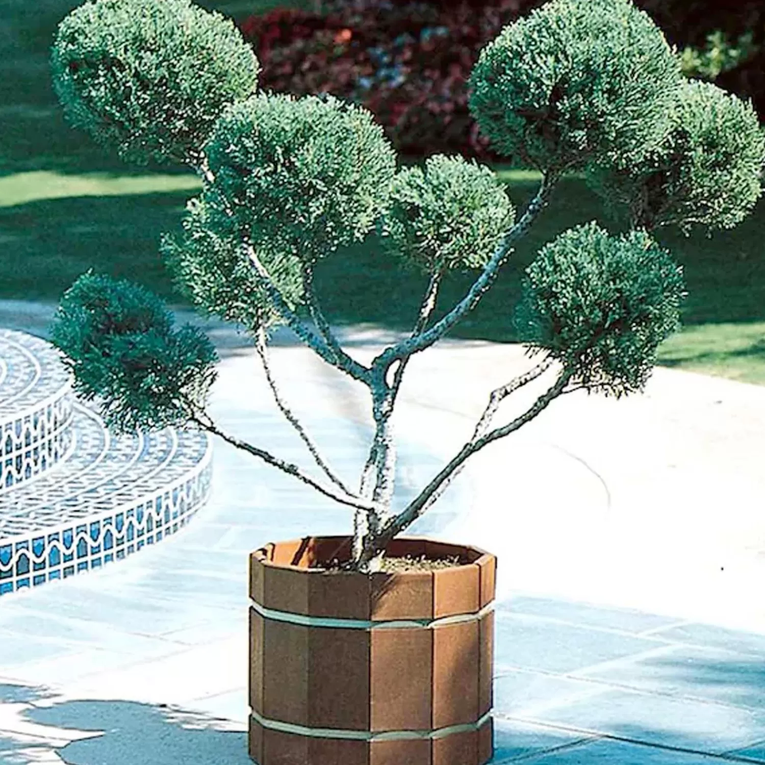 Juniperus Chin. 'Mint Julep'® - Mint Julep Juniper - 1 Gallon>Roger's Gardens Best