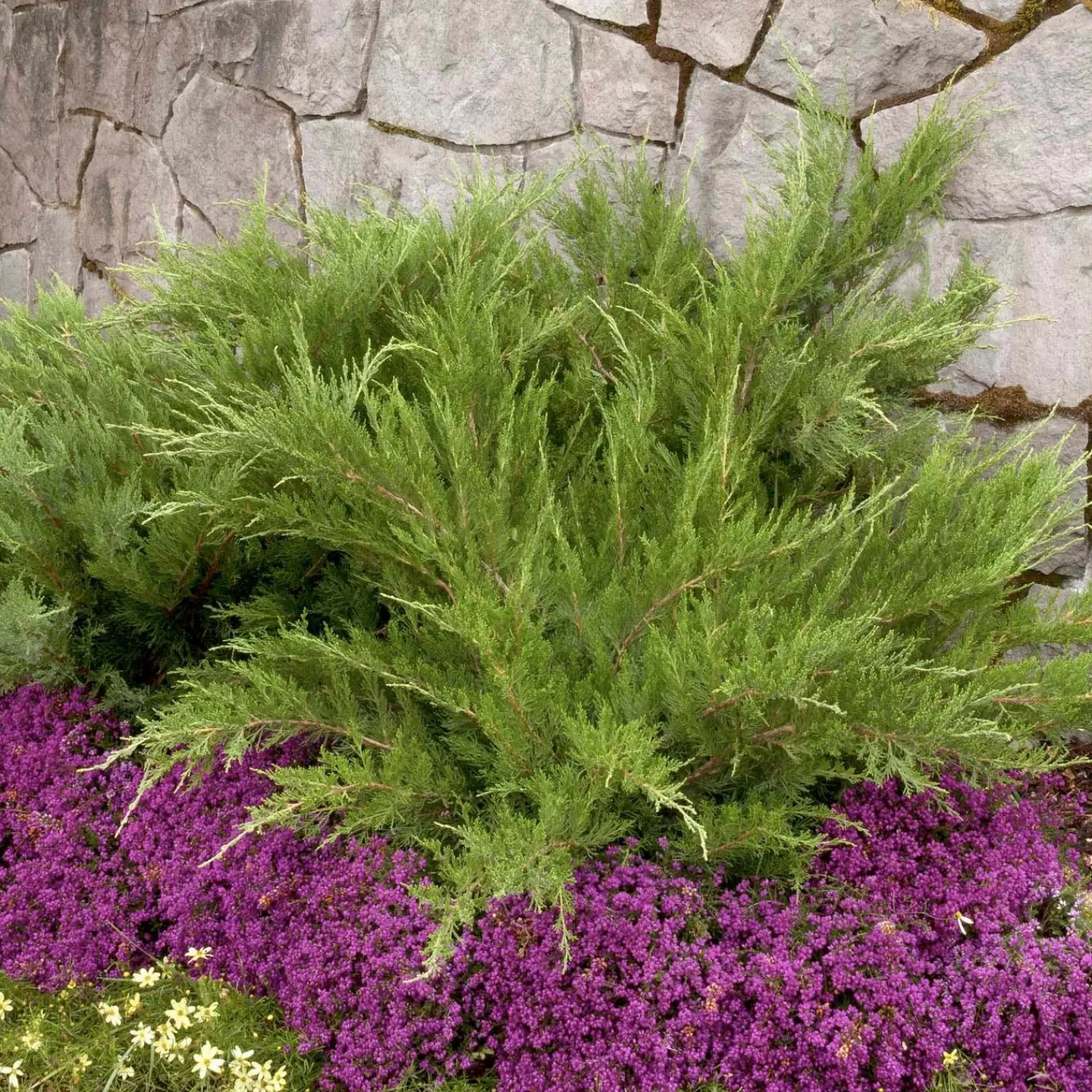 Juniperus Chin. 'Mint Julep'® - Mint Julep Juniper - 2 Gallon>Roger's Gardens Best Sale