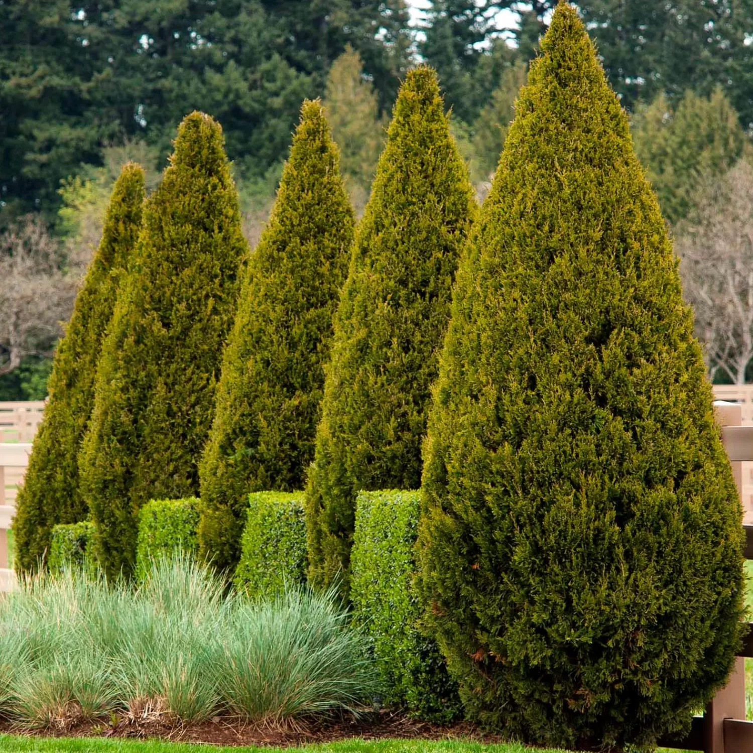 Juniperus Chinensis 'spartan' - Spartan Juniper - 5 Gallon>Roger's Gardens Clearance