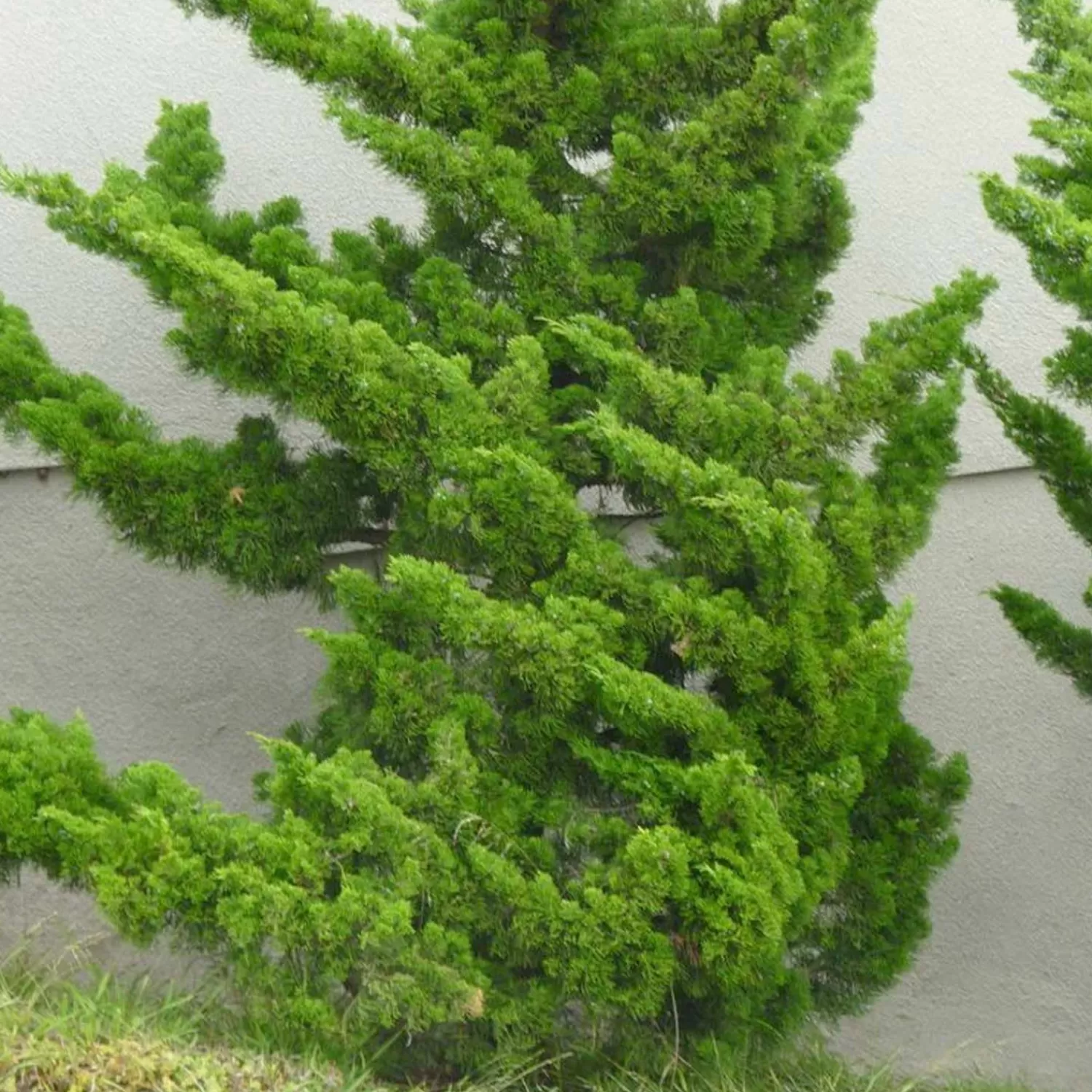 Juniperus Chinensis 'Torulosa' - Hollywood Juniper - 15 Gallon>Roger's Gardens Store