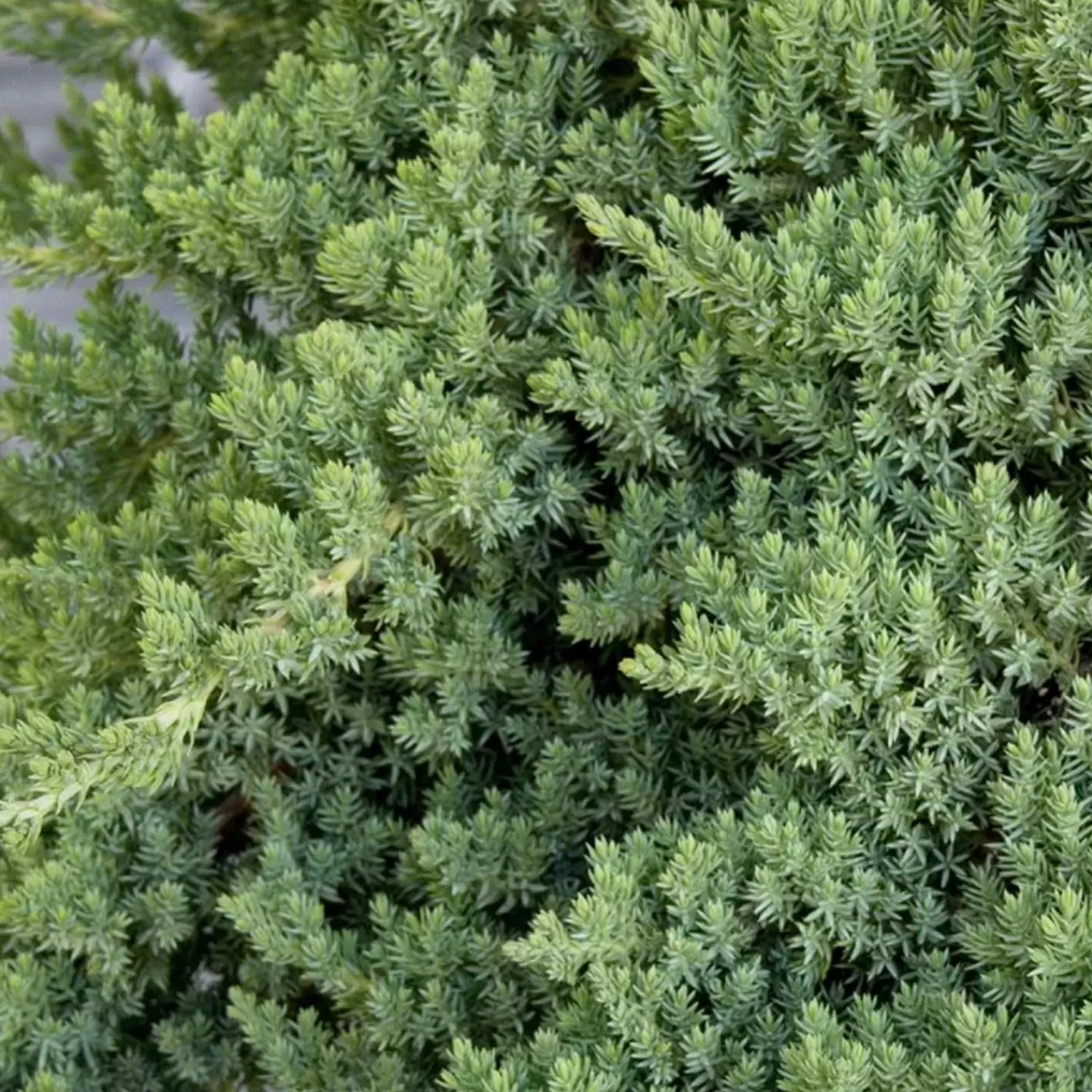 Juniperus Procumbens 'Nana' - Dwarf Japanese Garden Juniper - 2 Gallon>Roger's Gardens Discount