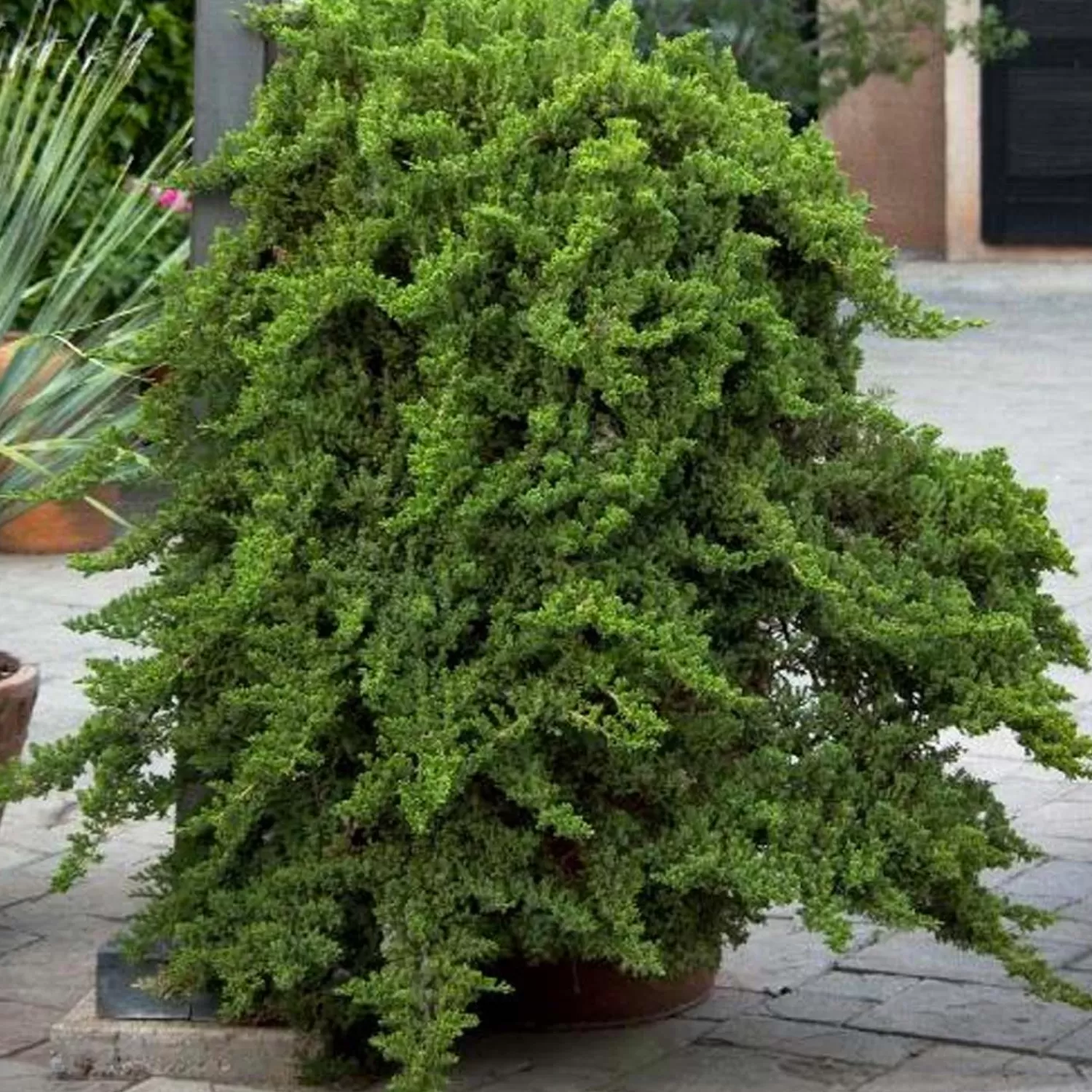 Juniperus Procumbens 'Nana' - Dwarf Japanese Garden Juniper - 5 Gallon>Roger's Gardens Store