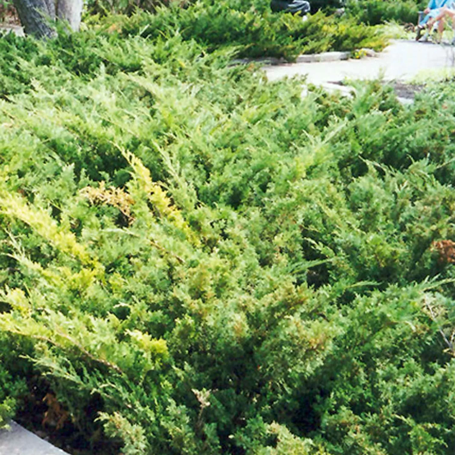 Juniperus Sabina 'Arcadia' - Arcadia Juniper - 2 Gallon>Roger's Gardens Best Sale