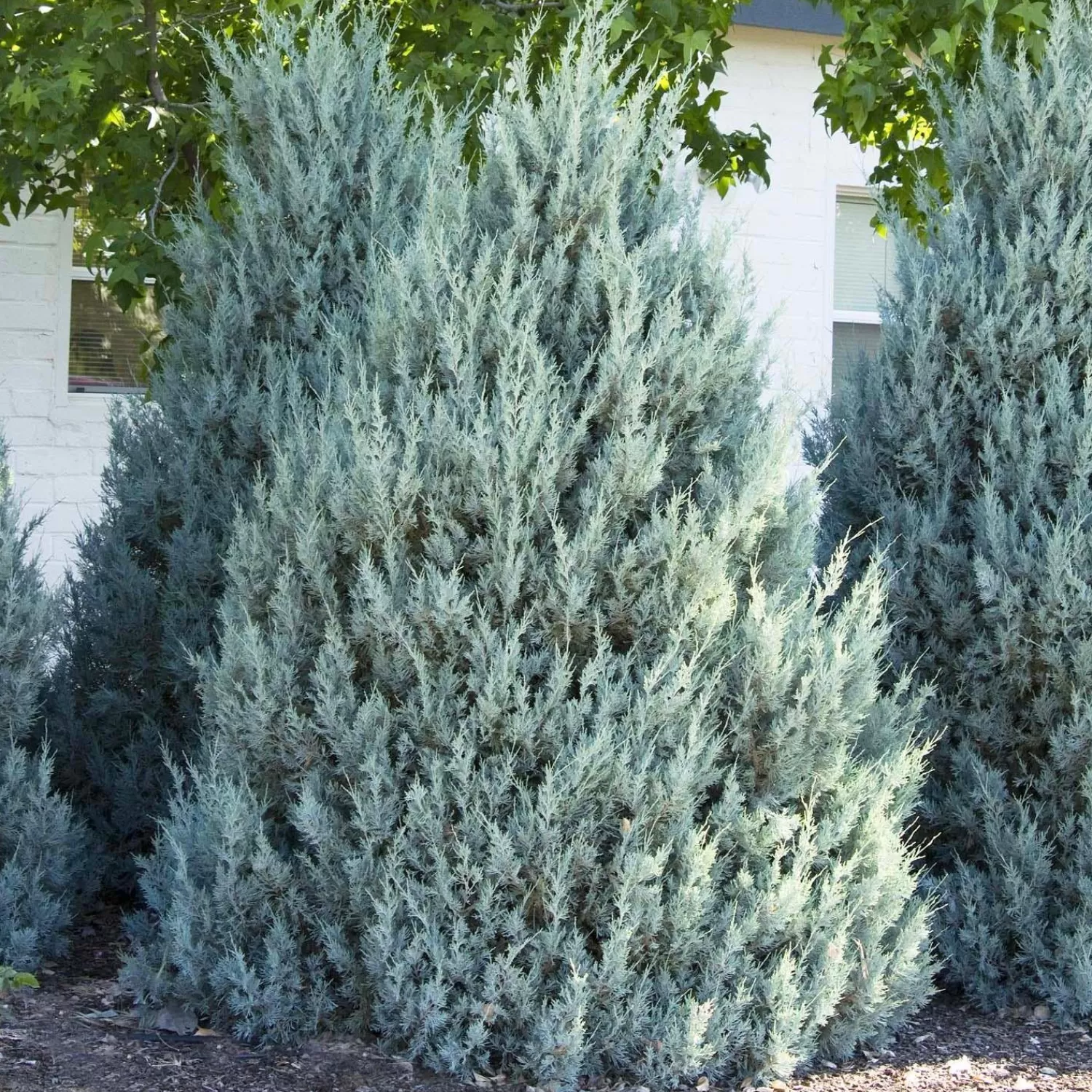 Juniperus Scop. 'Wichita Blue' - Wichita Blue Juniper - 5 Gallon>Roger's Gardens Store