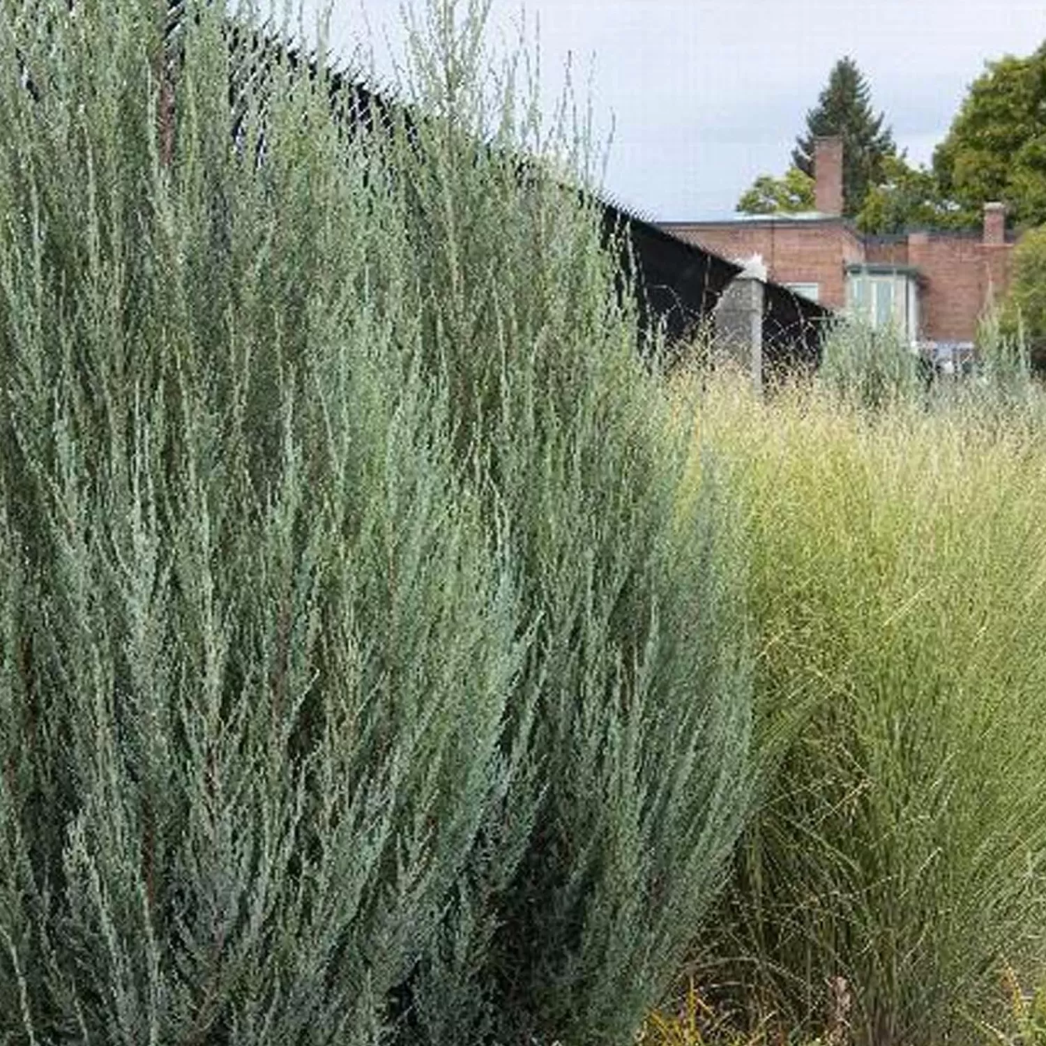 Juniperus 'skyrocket' - Skyrocket Juniper - 1 Gallon>Roger's Gardens Hot