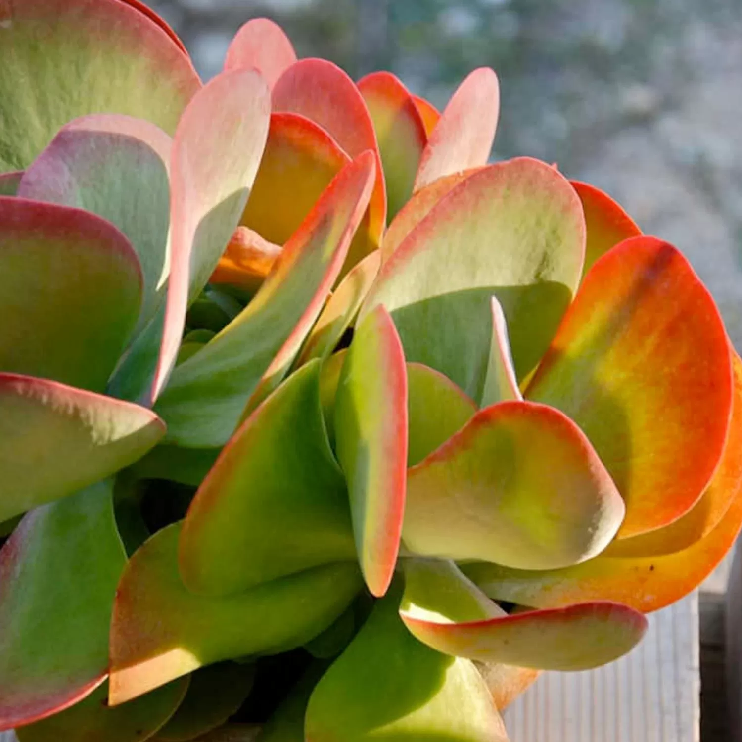 Kalanchoe 'Desert Rose' - Desert Rose Paddle Plant - 2 Gallon>Roger's Gardens Cheap