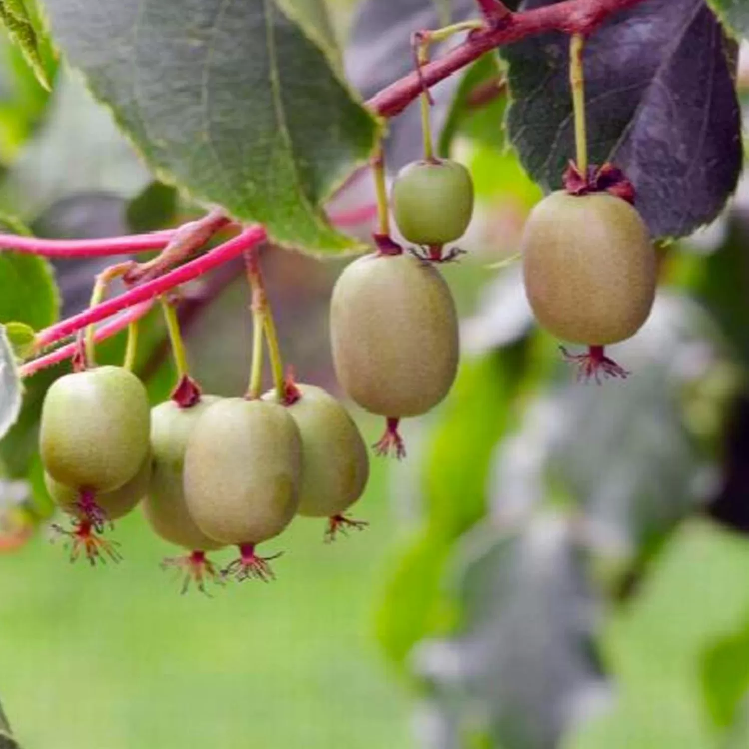 Kiwi 'Magic Arguta'® - Kiwi Fruit - 5 Gallon>Roger's Gardens Best Sale