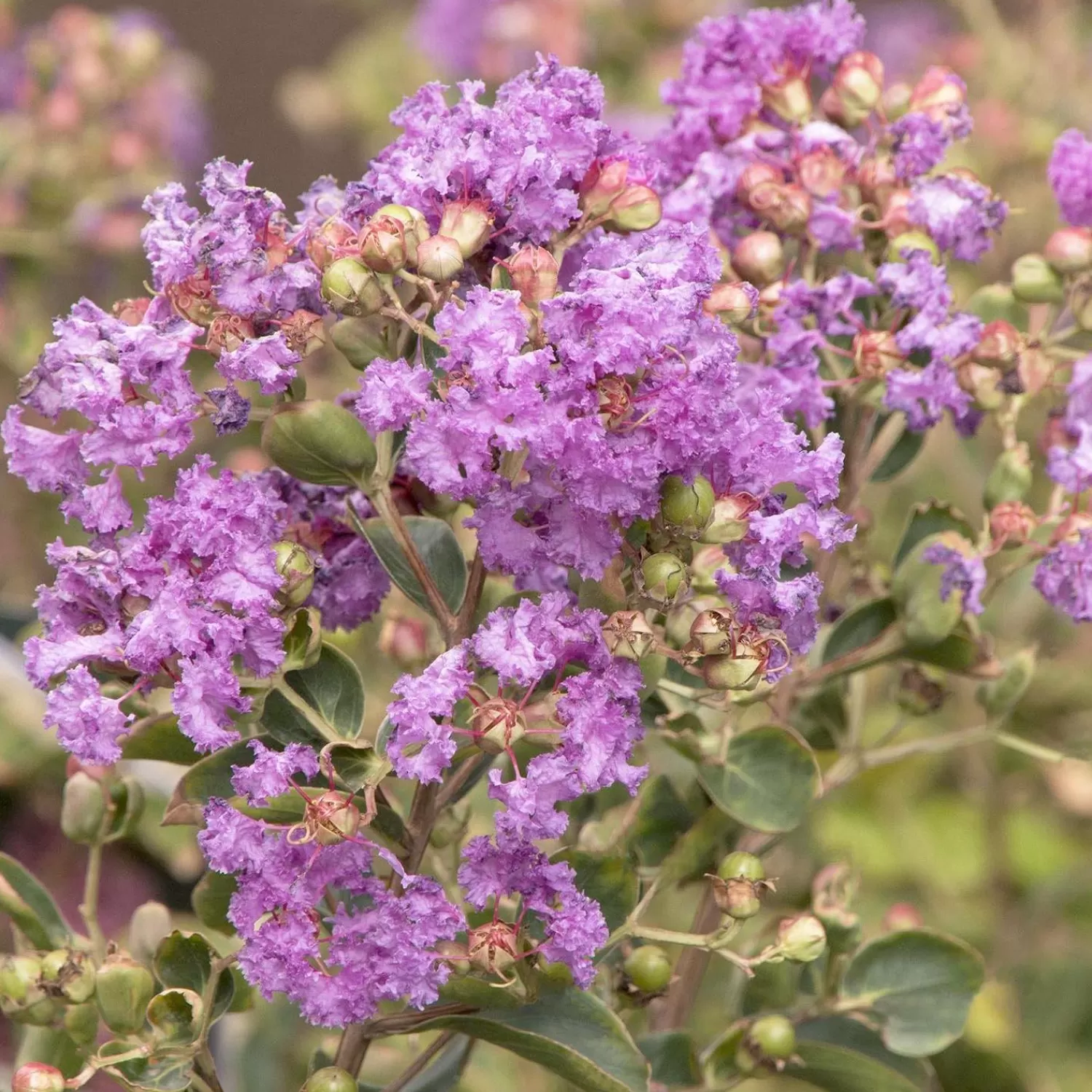 Lagerstroemia Indica 'Catawba' - Catawba Crape Myrtle - 5 Gallon>Roger's Gardens Hot