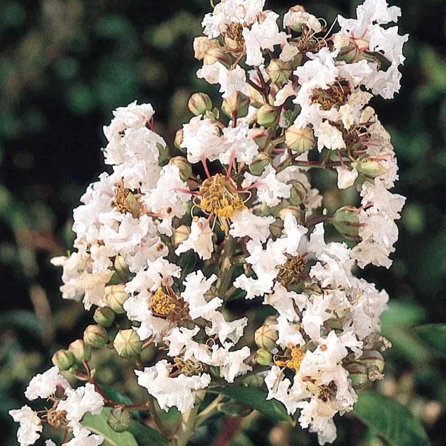 Lagerstroemia 'Petite Snow'™ - Petite Snow Crape Myrtle - 5 Gallon>Roger's Gardens Sale