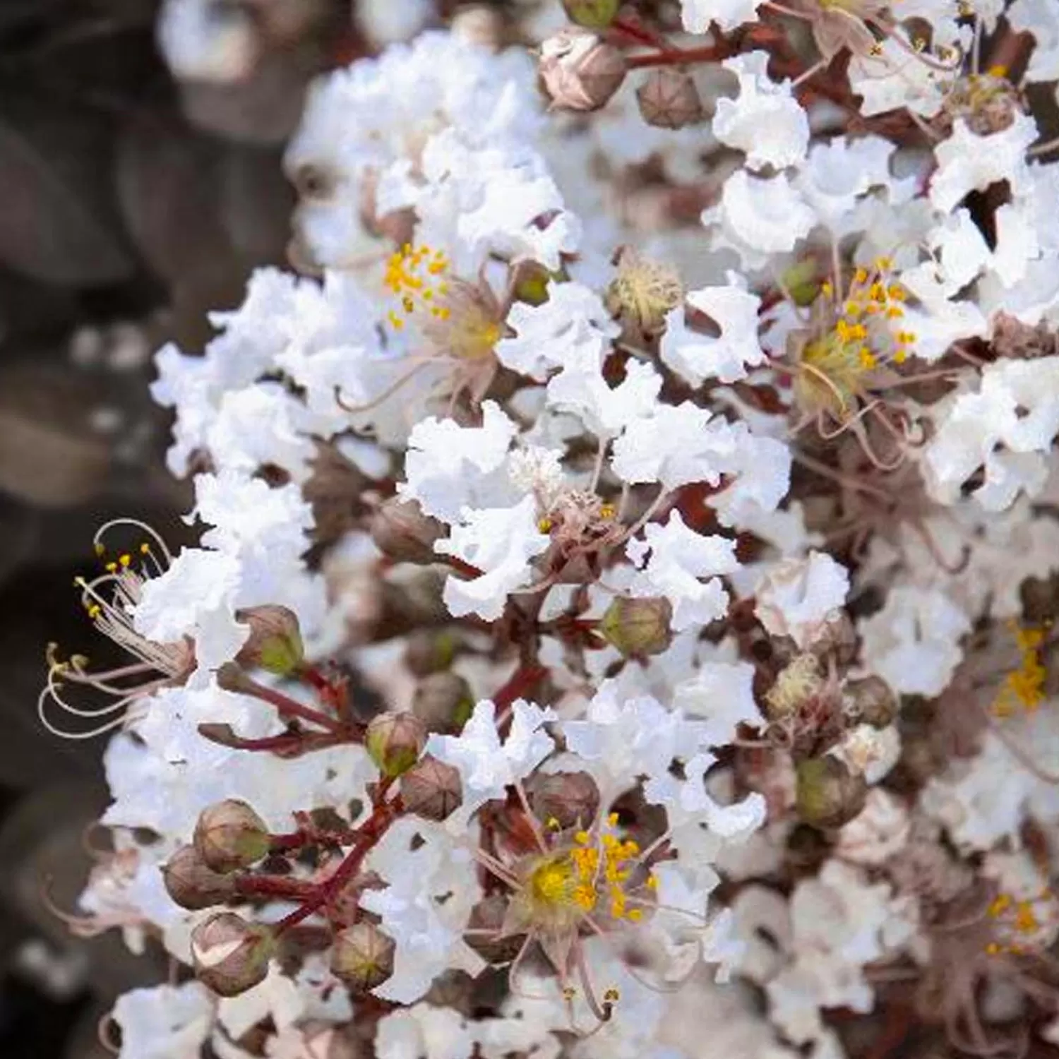 Lagerstroemia 'summer Grape'™ - Summerlasting Coconut Crape Myrtle - Patio Tree>Roger's Gardens Clearance