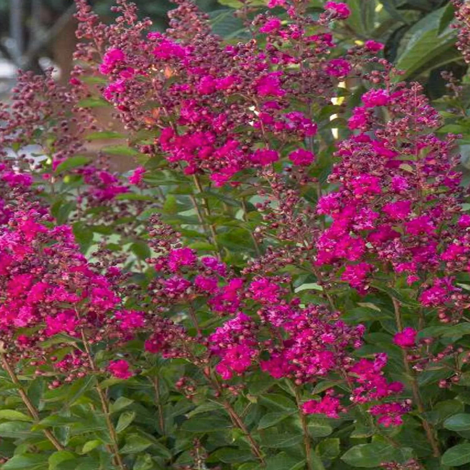 Lagerstroemia 'Tonto' - Tonto Crape Myrtle - 5 Gallon>Roger's Gardens Cheap